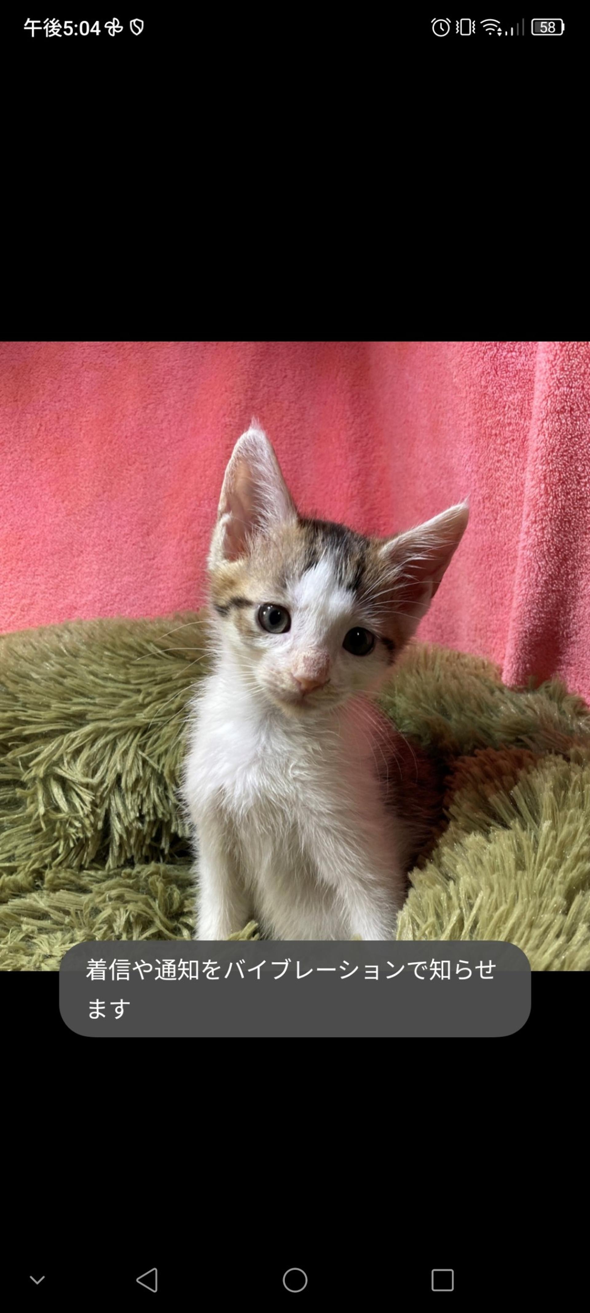 pet-image-2
