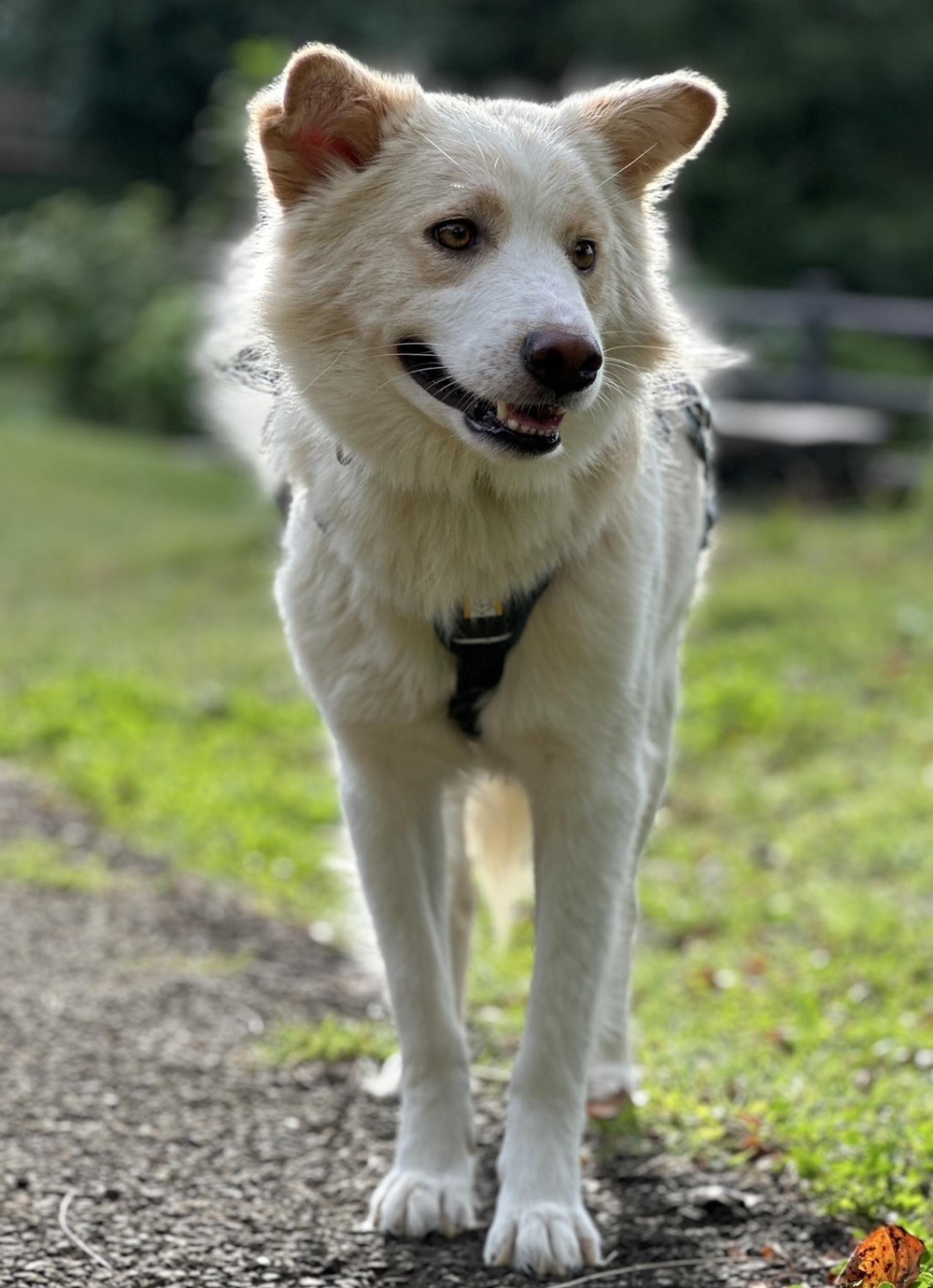 pet-image-10