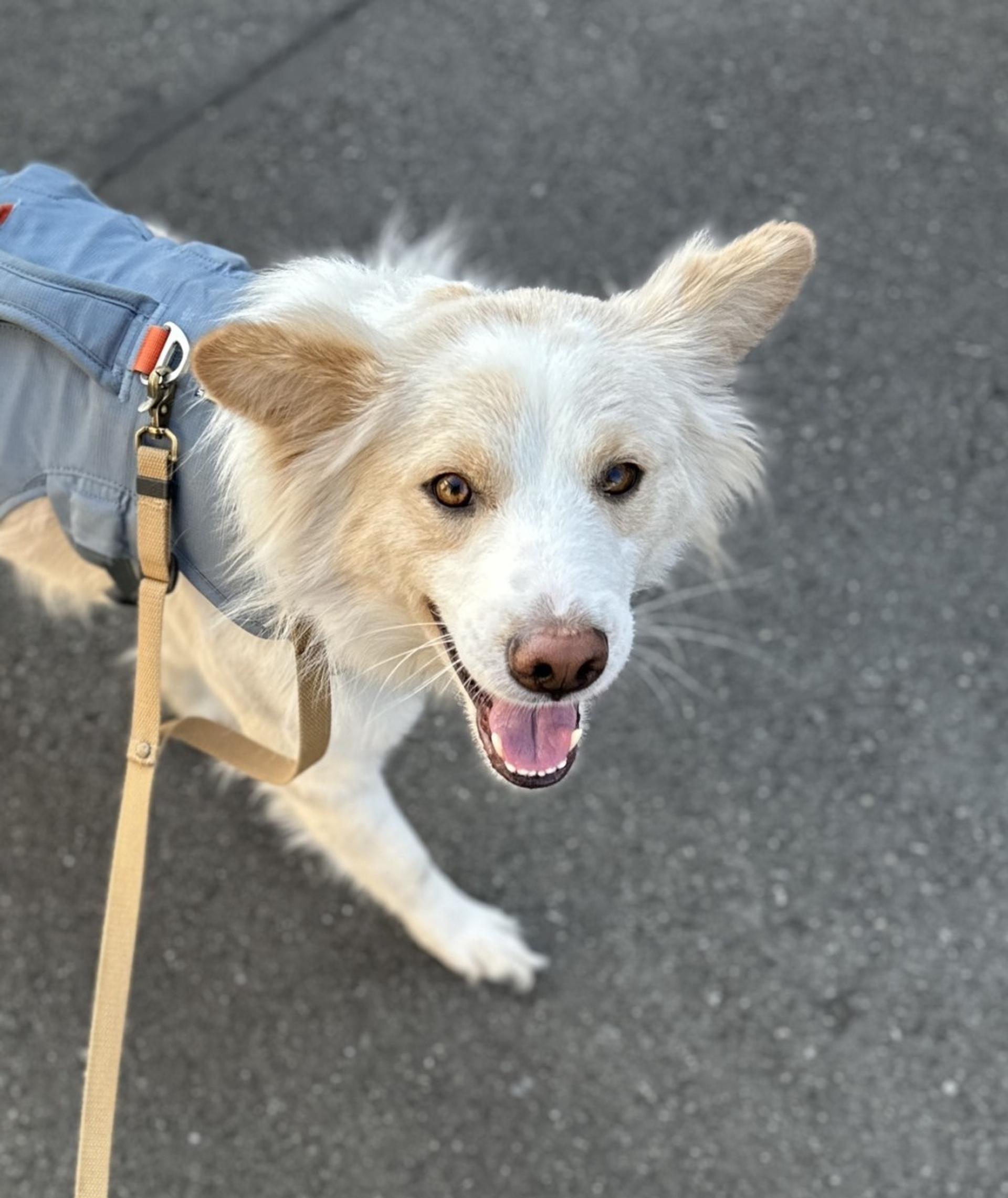 pet-image-7