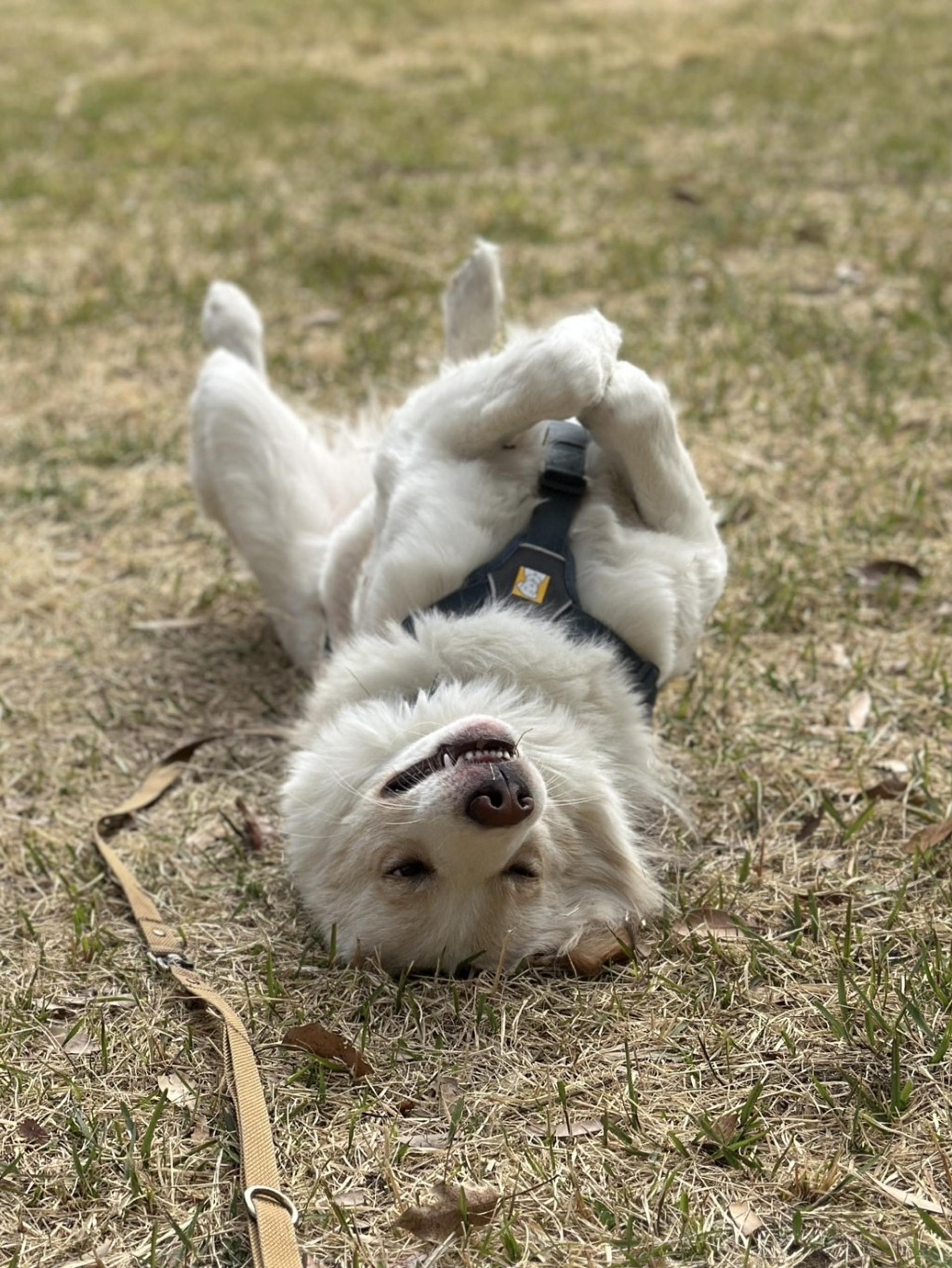 pet-image-3