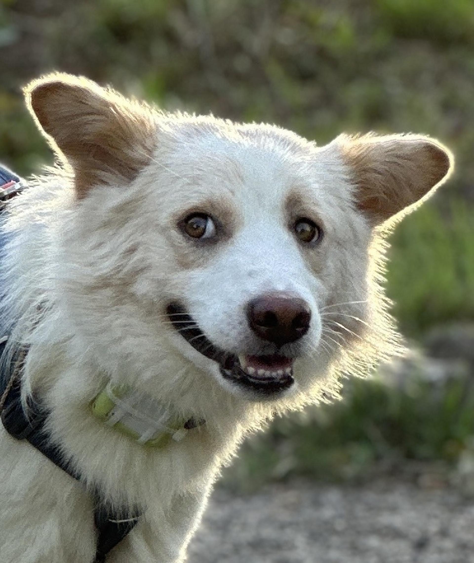 pet-image-4