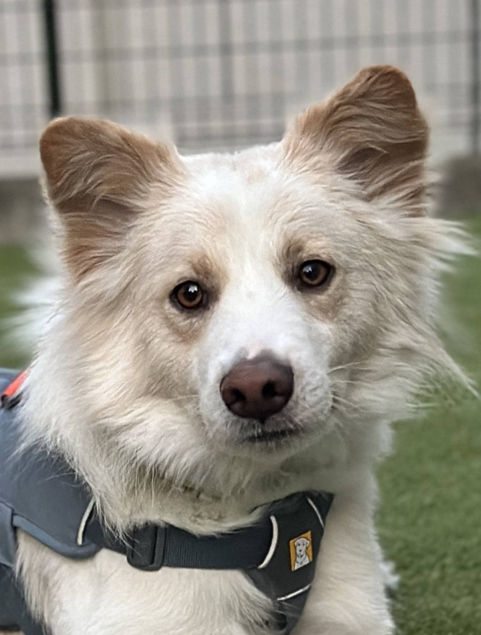 雑種（ミックス犬）・オスの里親募集の写真