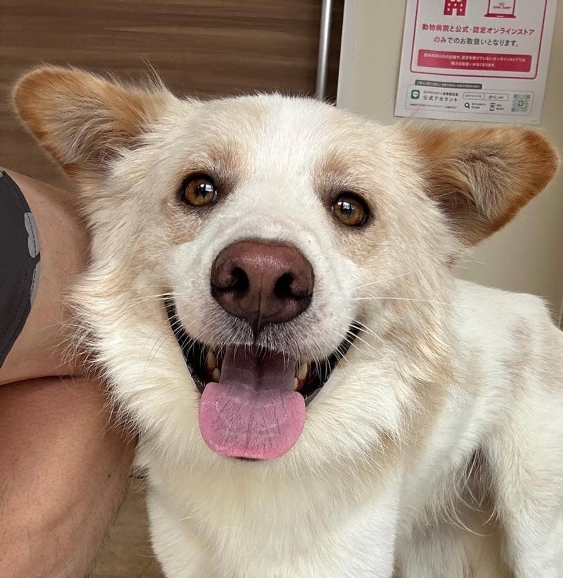 pet-image-2