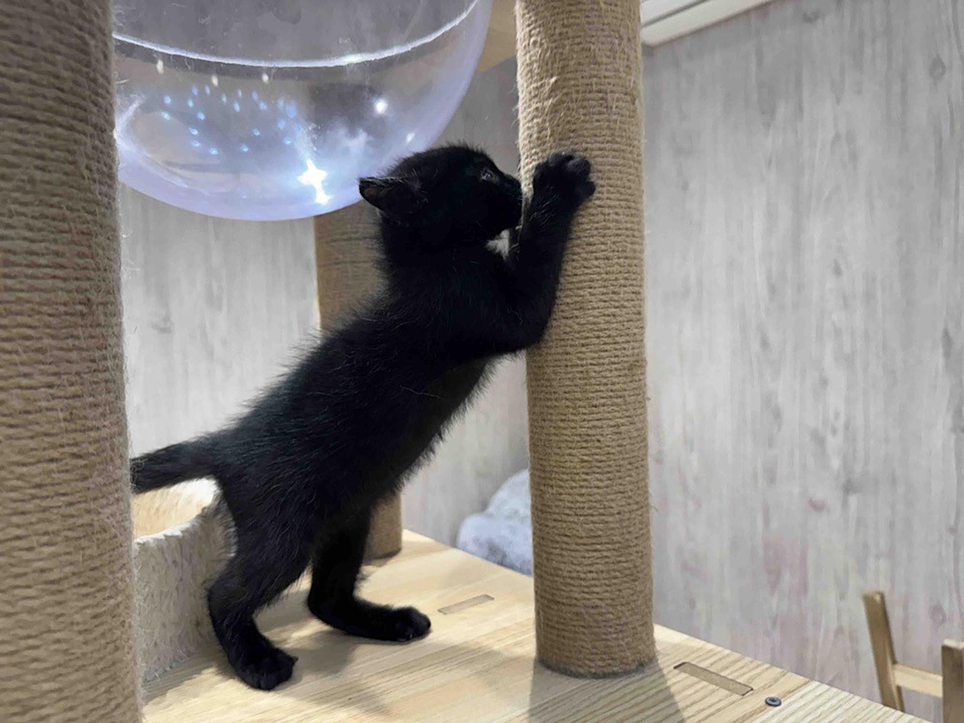 pet-image-4