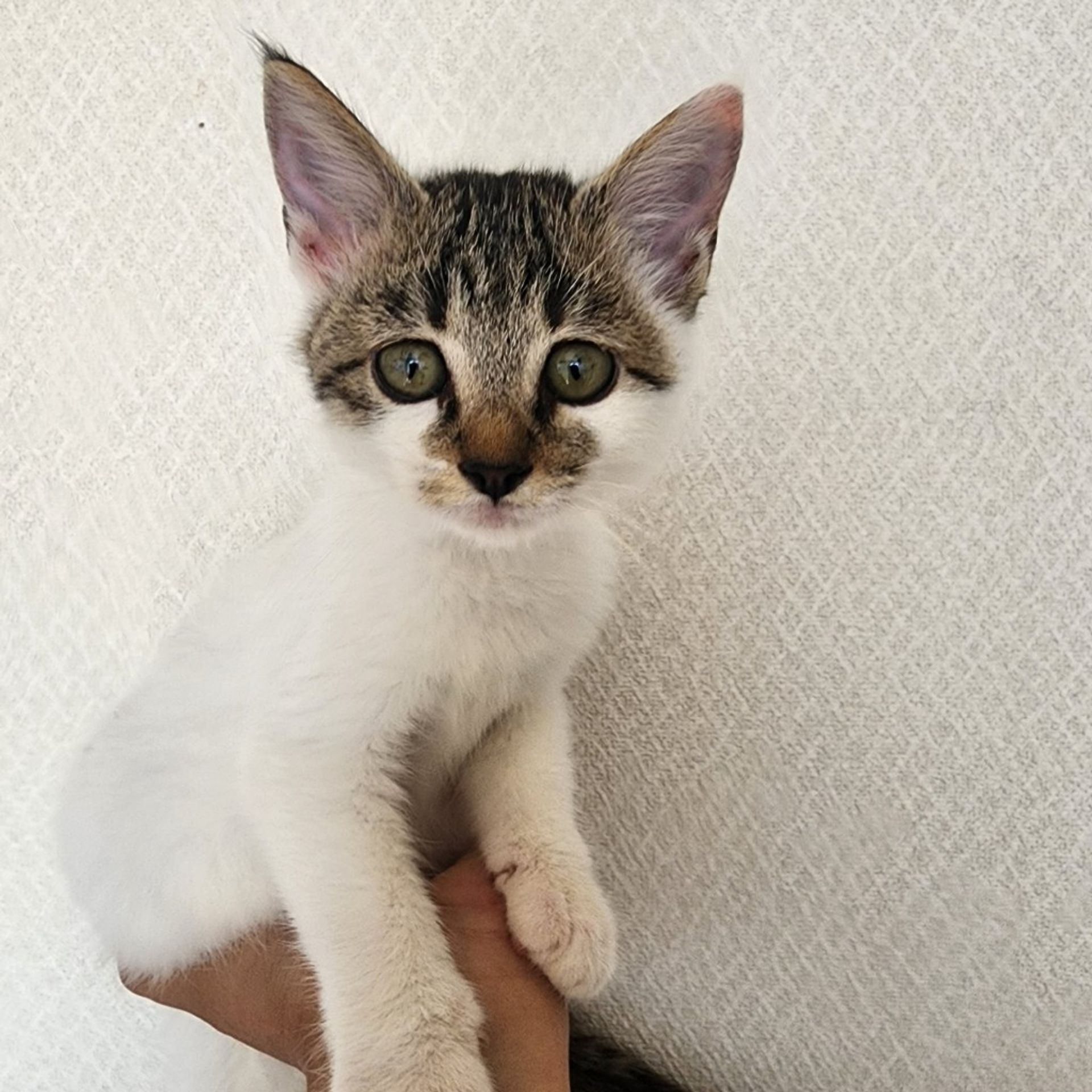 雑種（ミックス猫）・オスの里親募集の写真