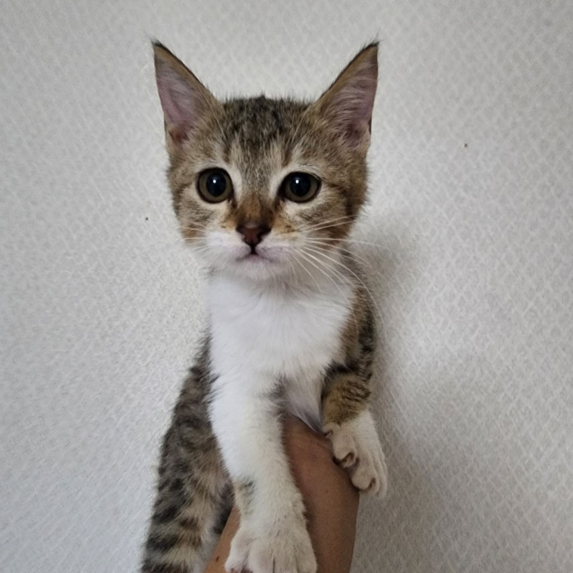 雑種（ミックス猫）・メスの里親募集の写真