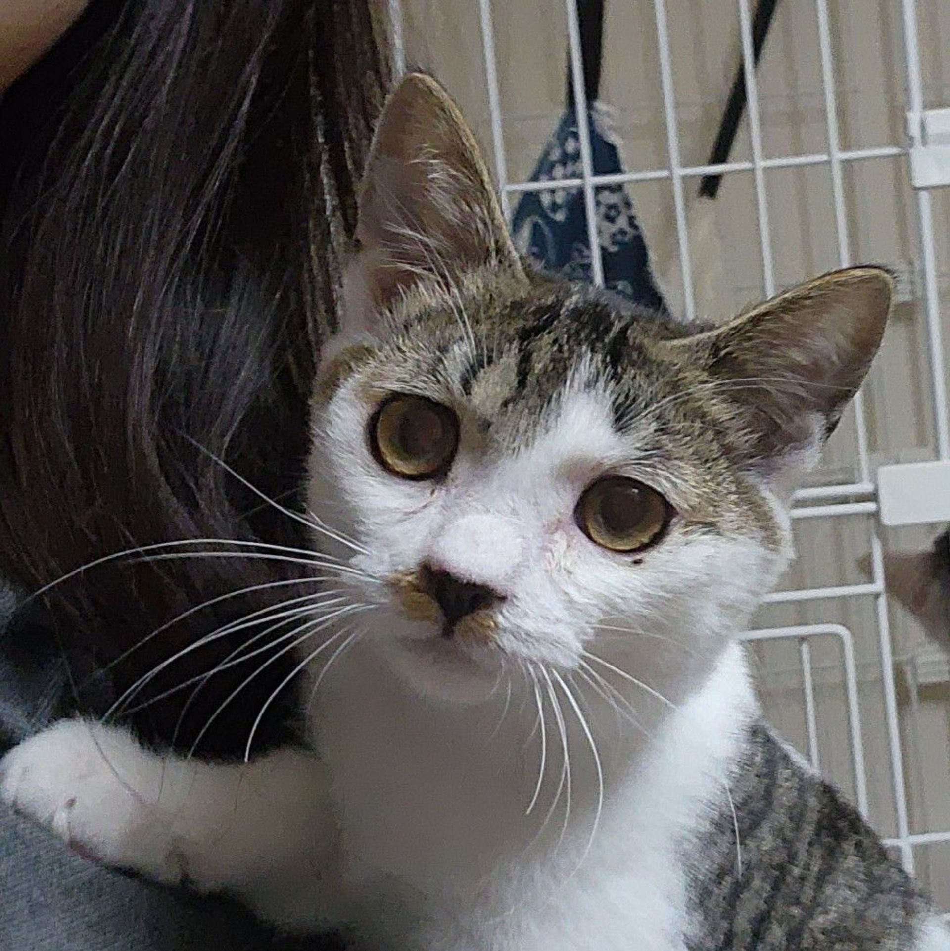 雑種（ミックス猫）・オスの里親募集の写真