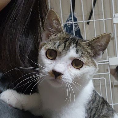 ちい