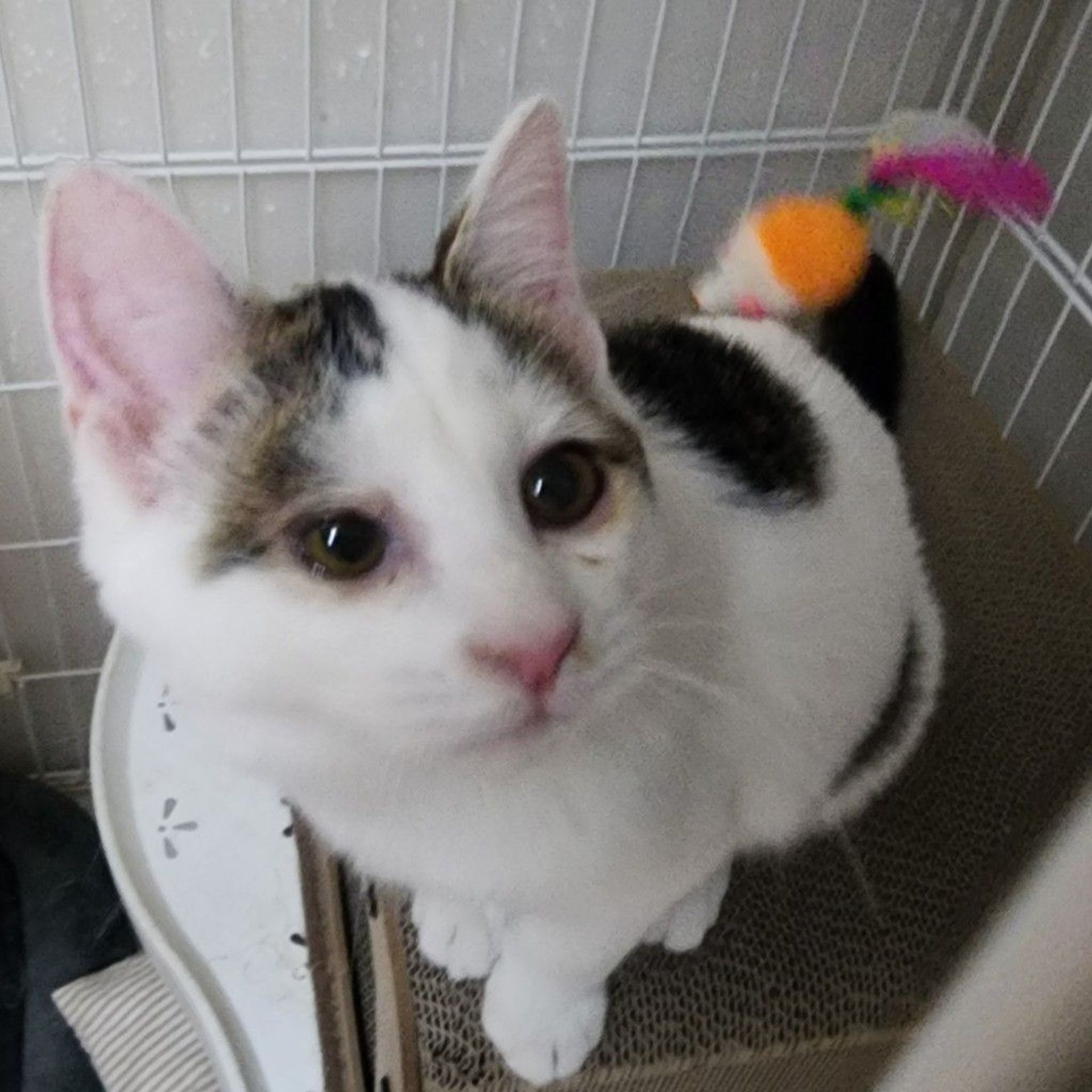 雑種（ミックス猫）・オスの里親募集の写真