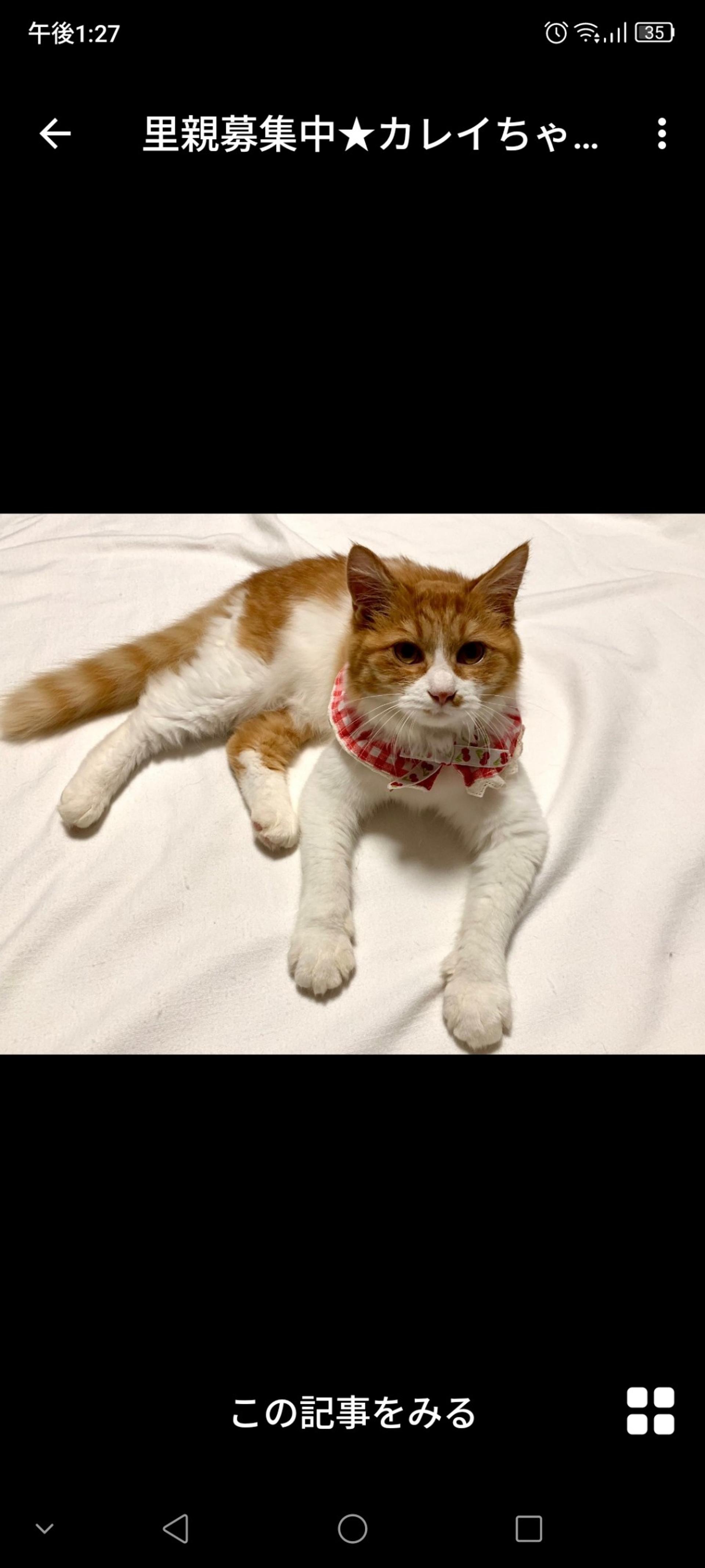 pet-image-3