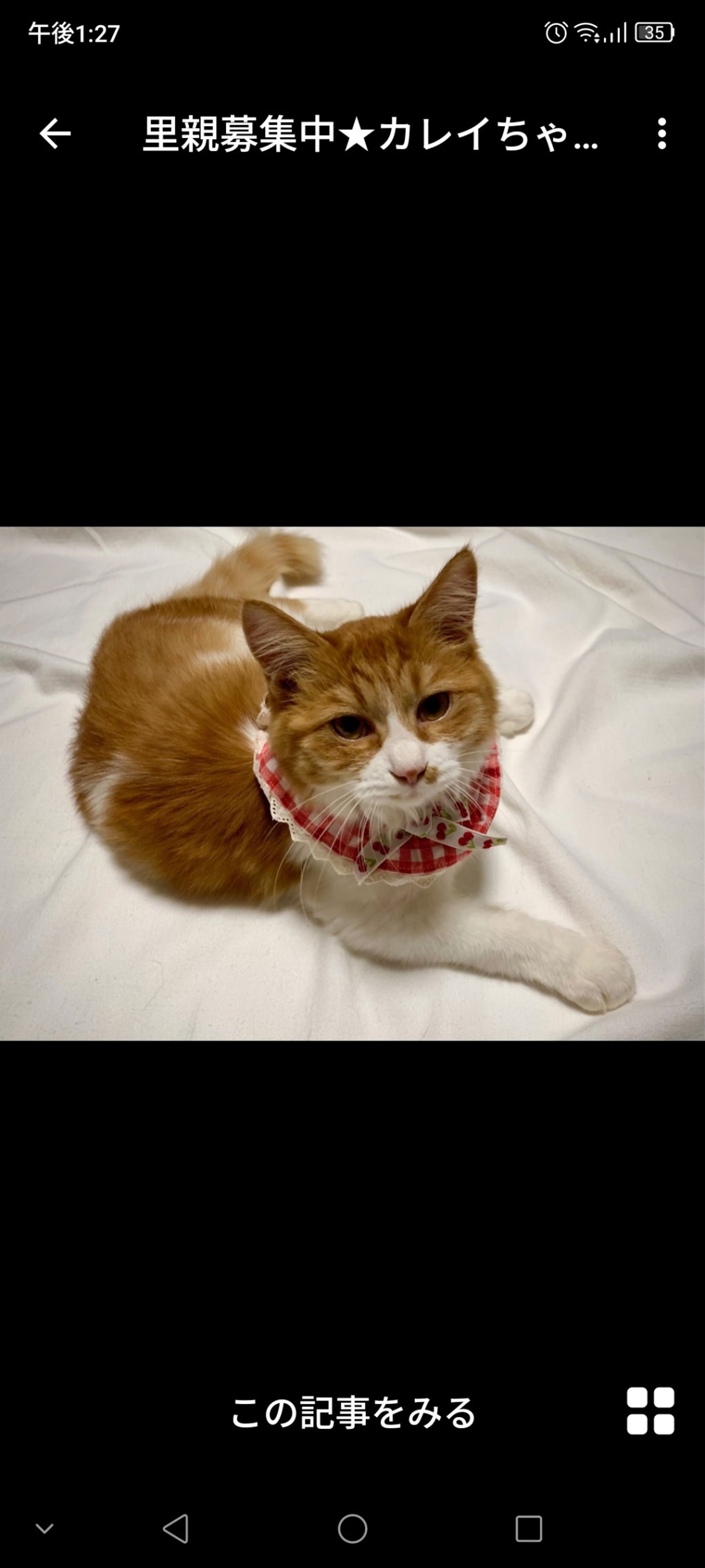 雑種（ミックス猫）・メスの里親募集の写真
