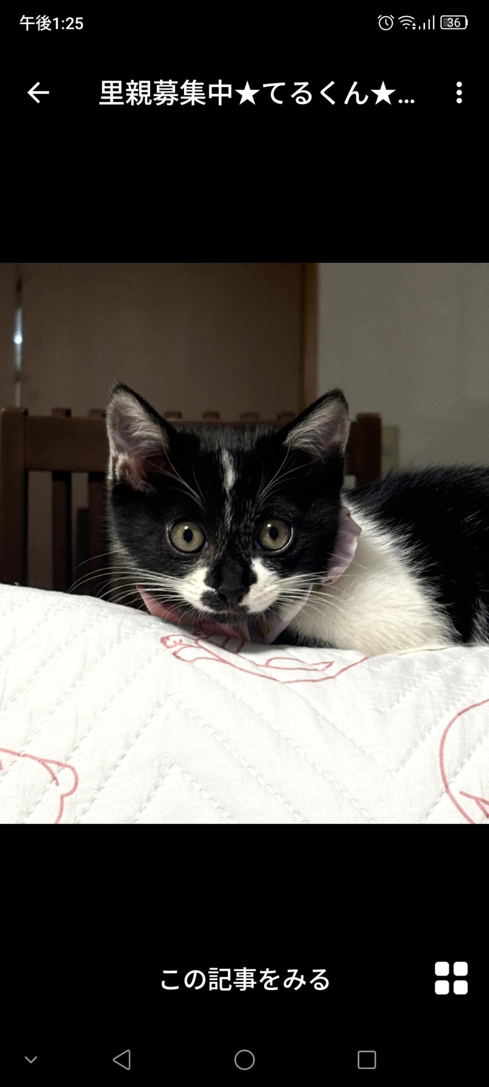 pet-image-3