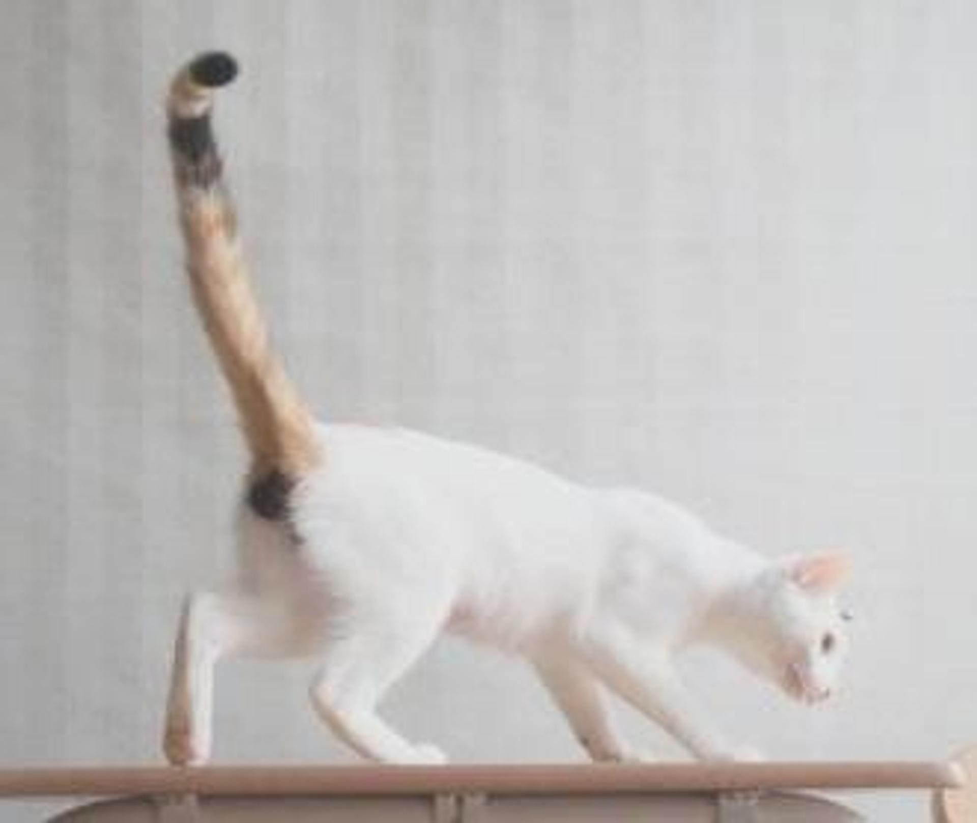 pet-image-5