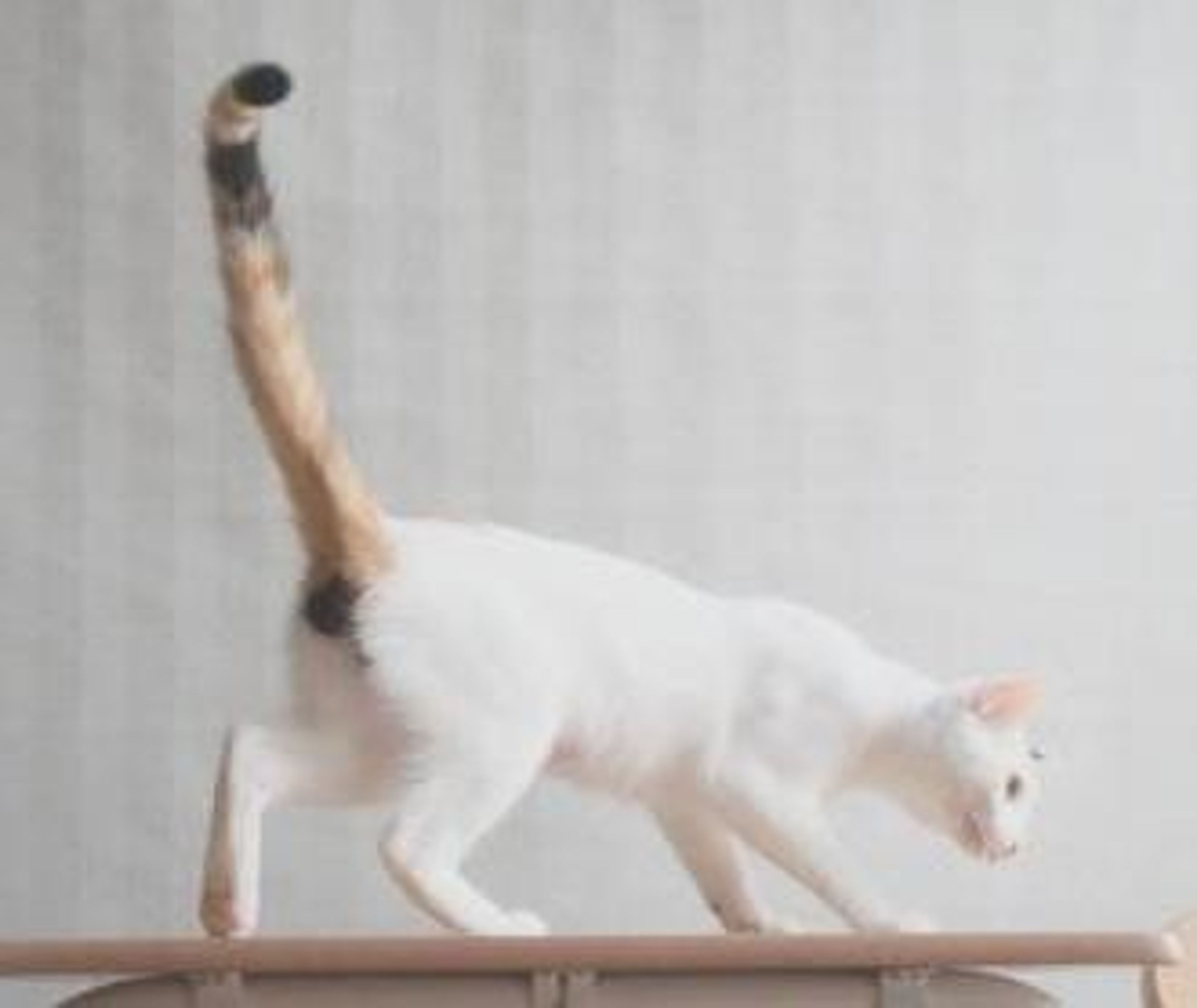 pet-image-5