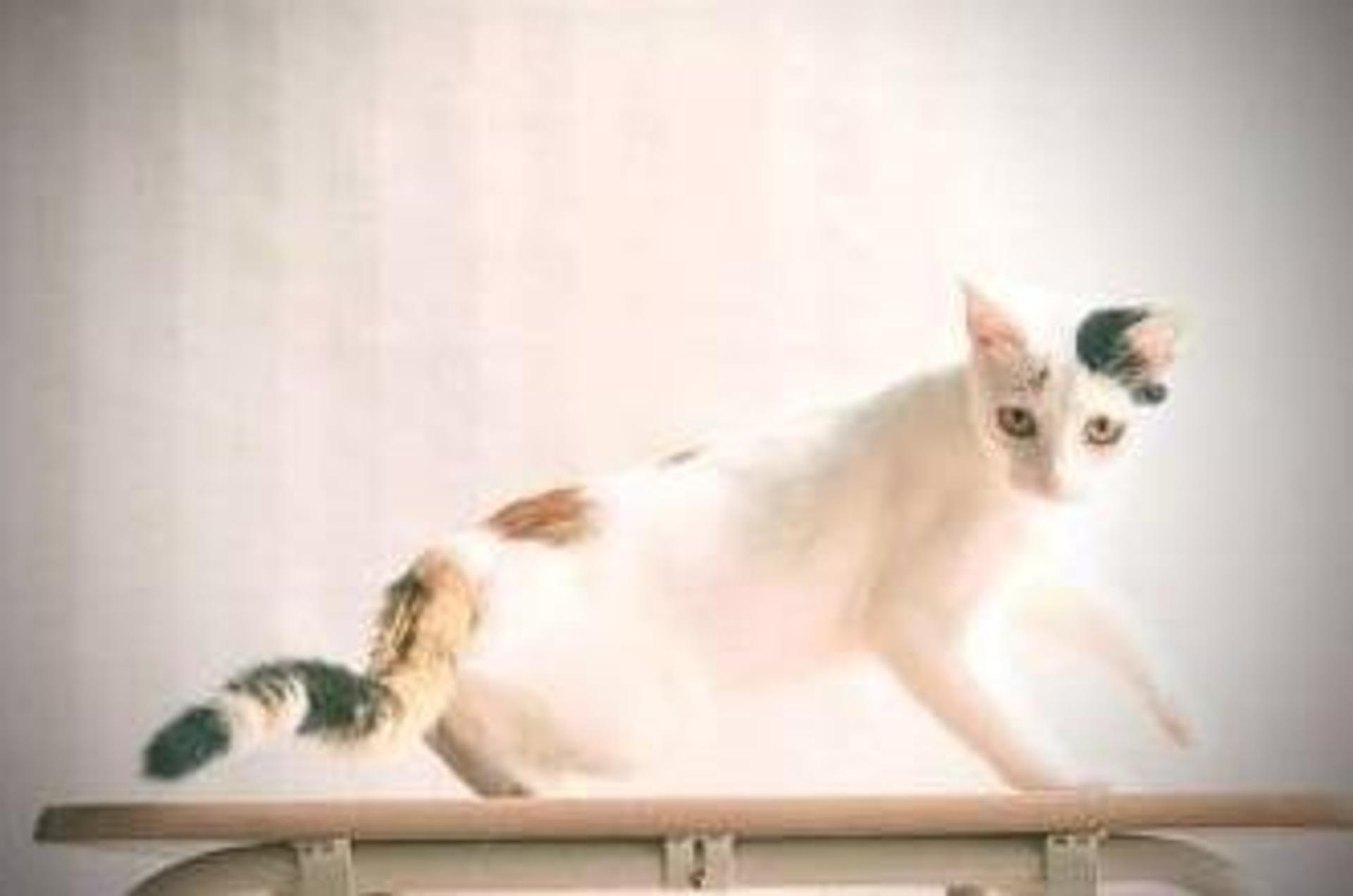 pet-image-6
