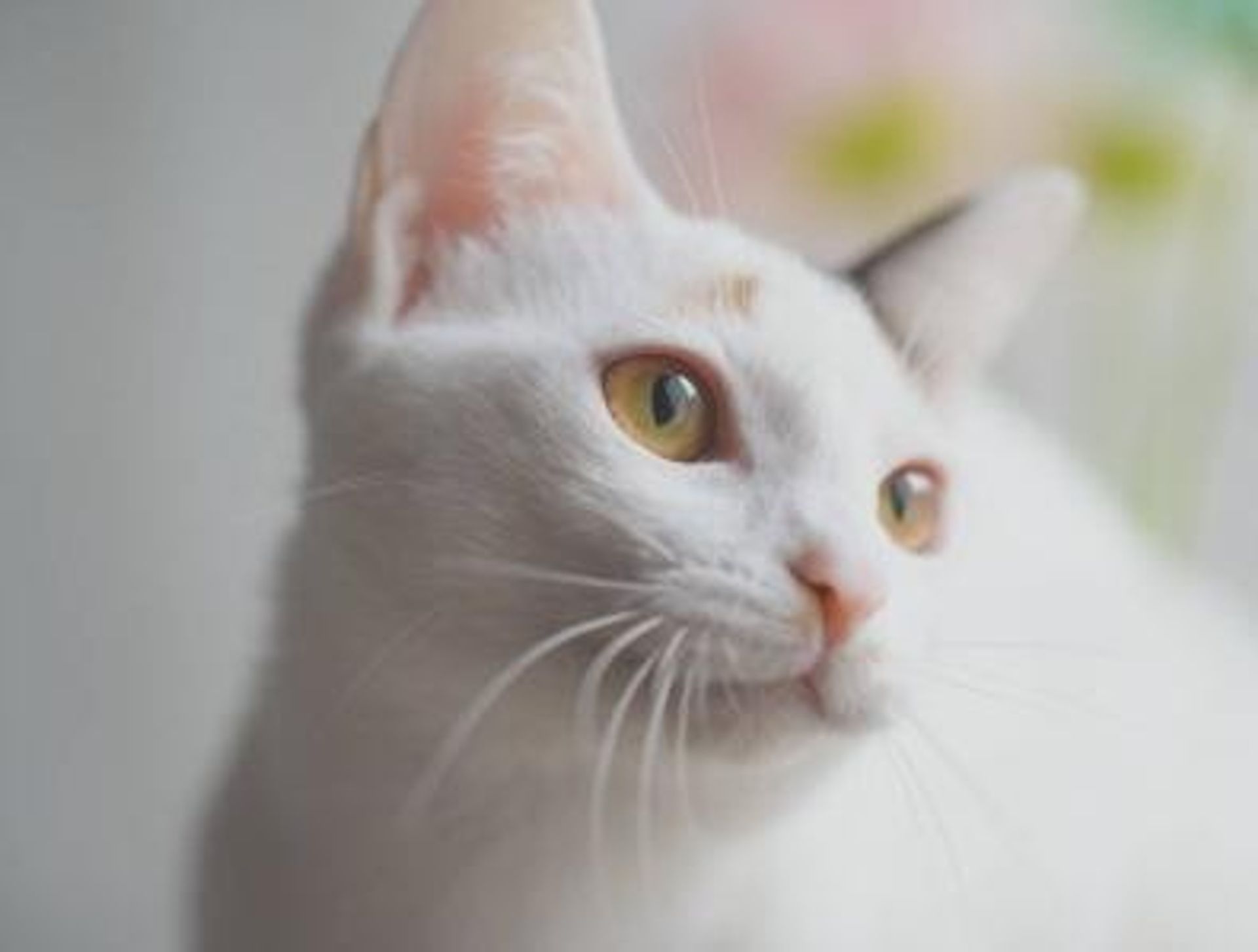 雑種（ミックス猫）・メスの里親募集の写真