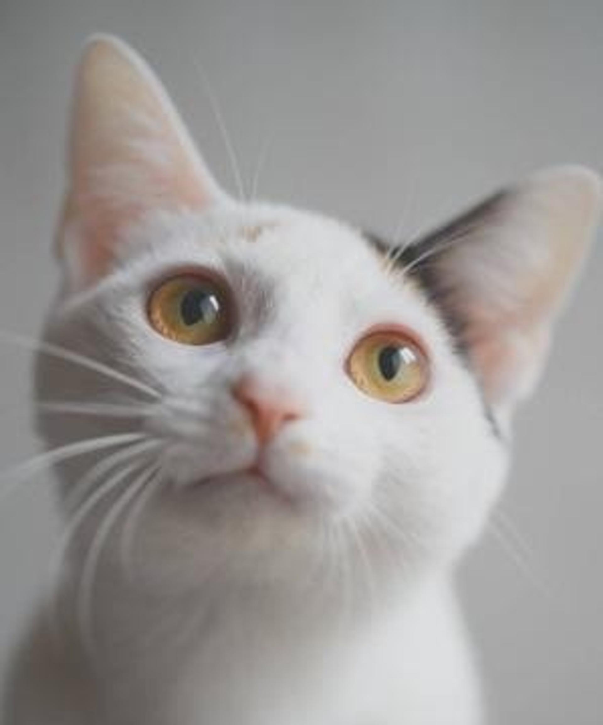 pet-image-2