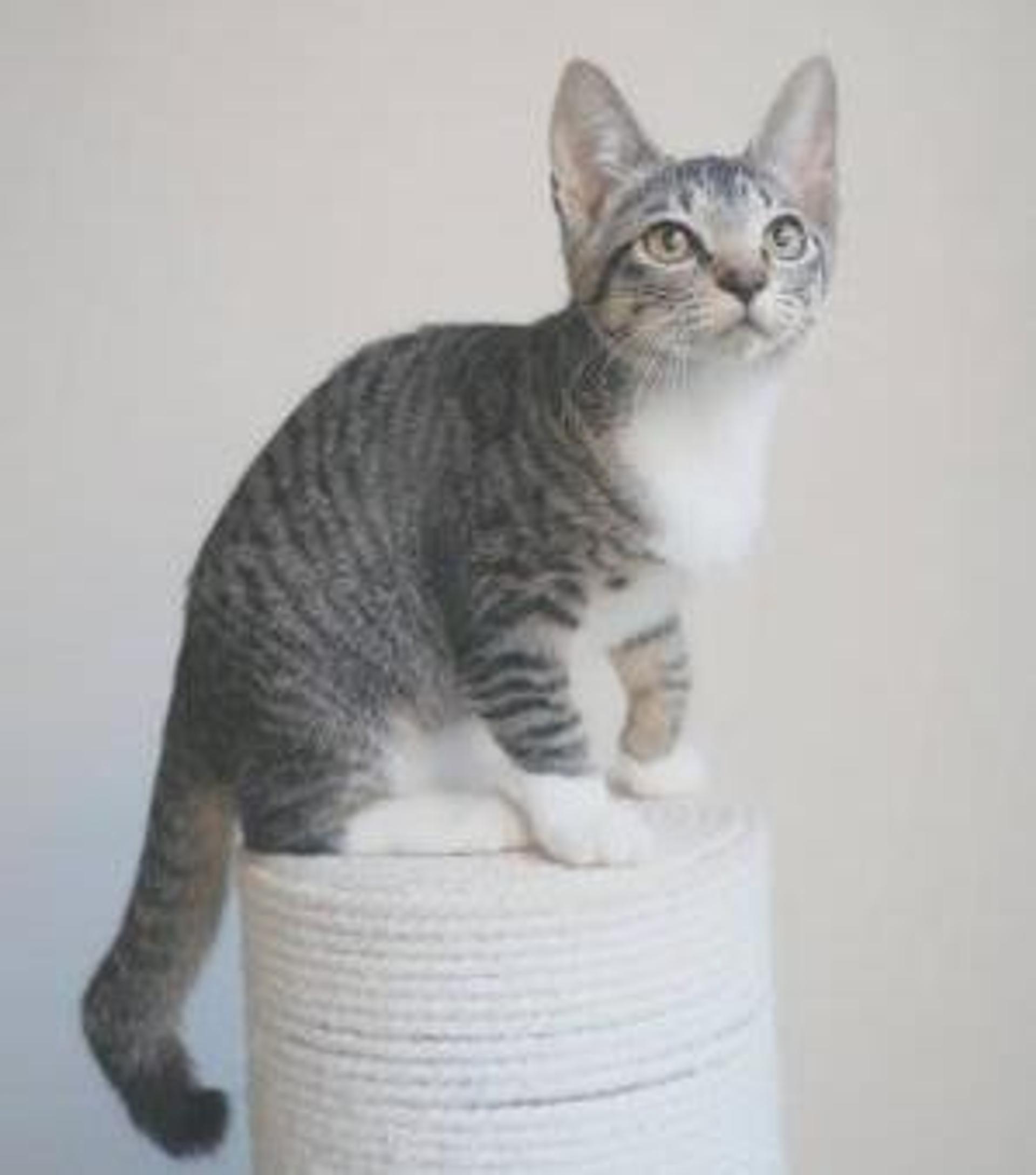 pet-image-4
