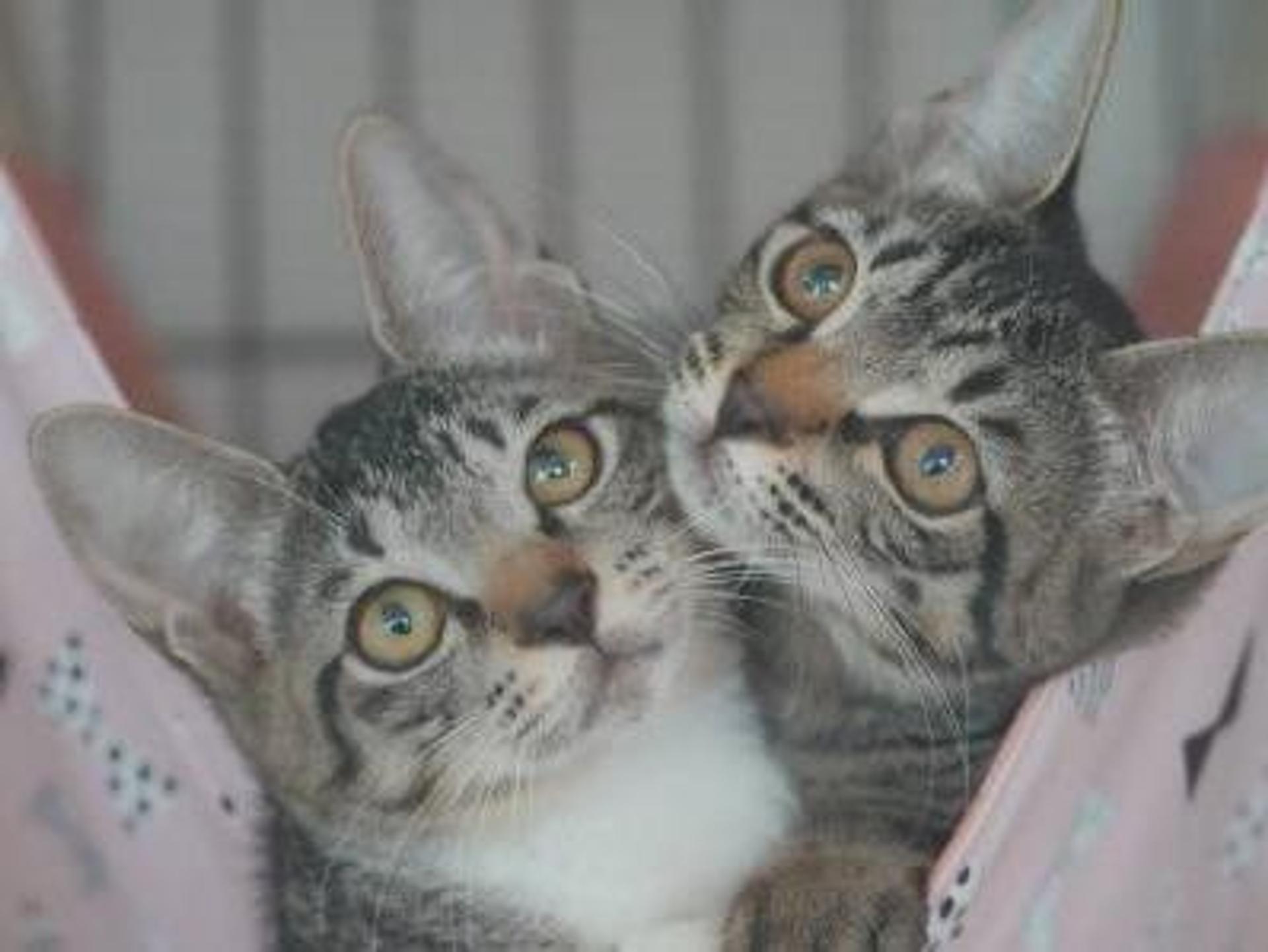 pet-image-6
