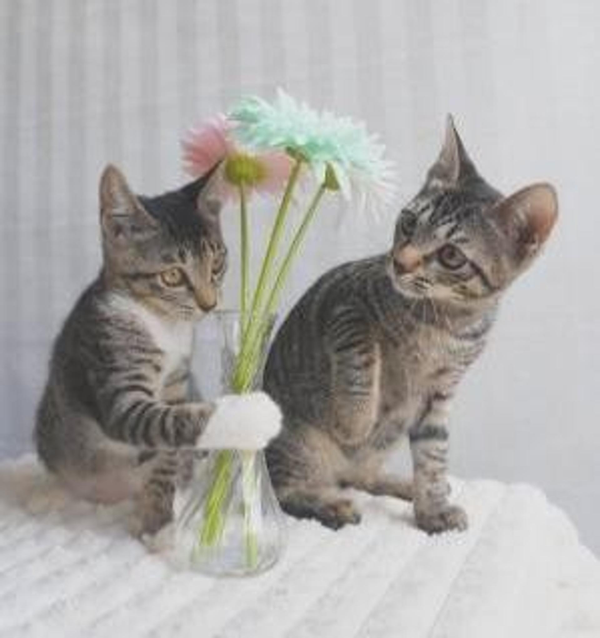 pet-image-7