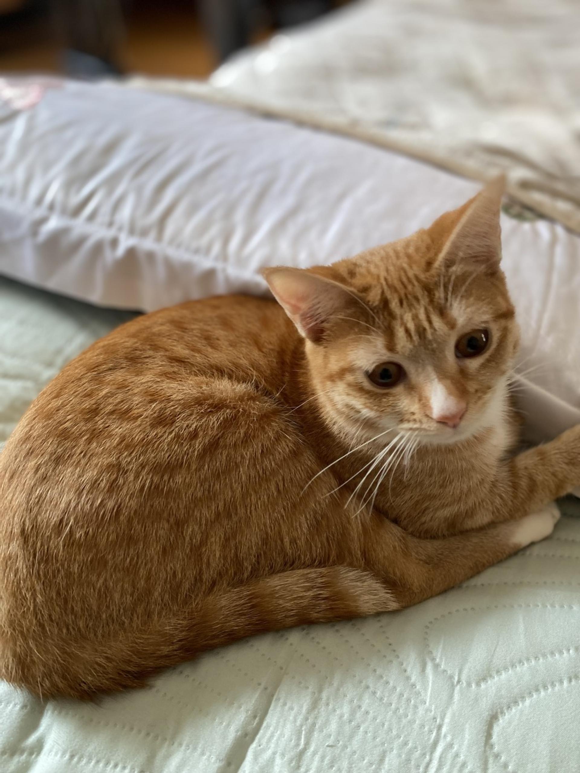 pet-image-4
