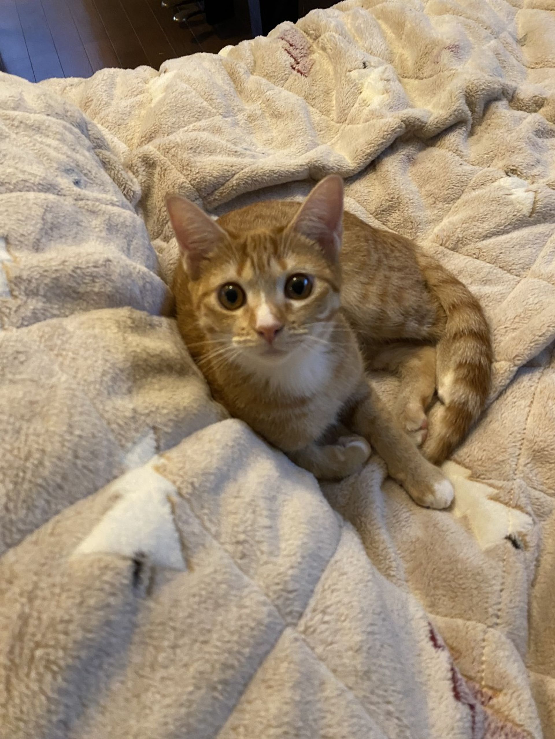 雑種（ミックス猫）・メスの里親募集の写真