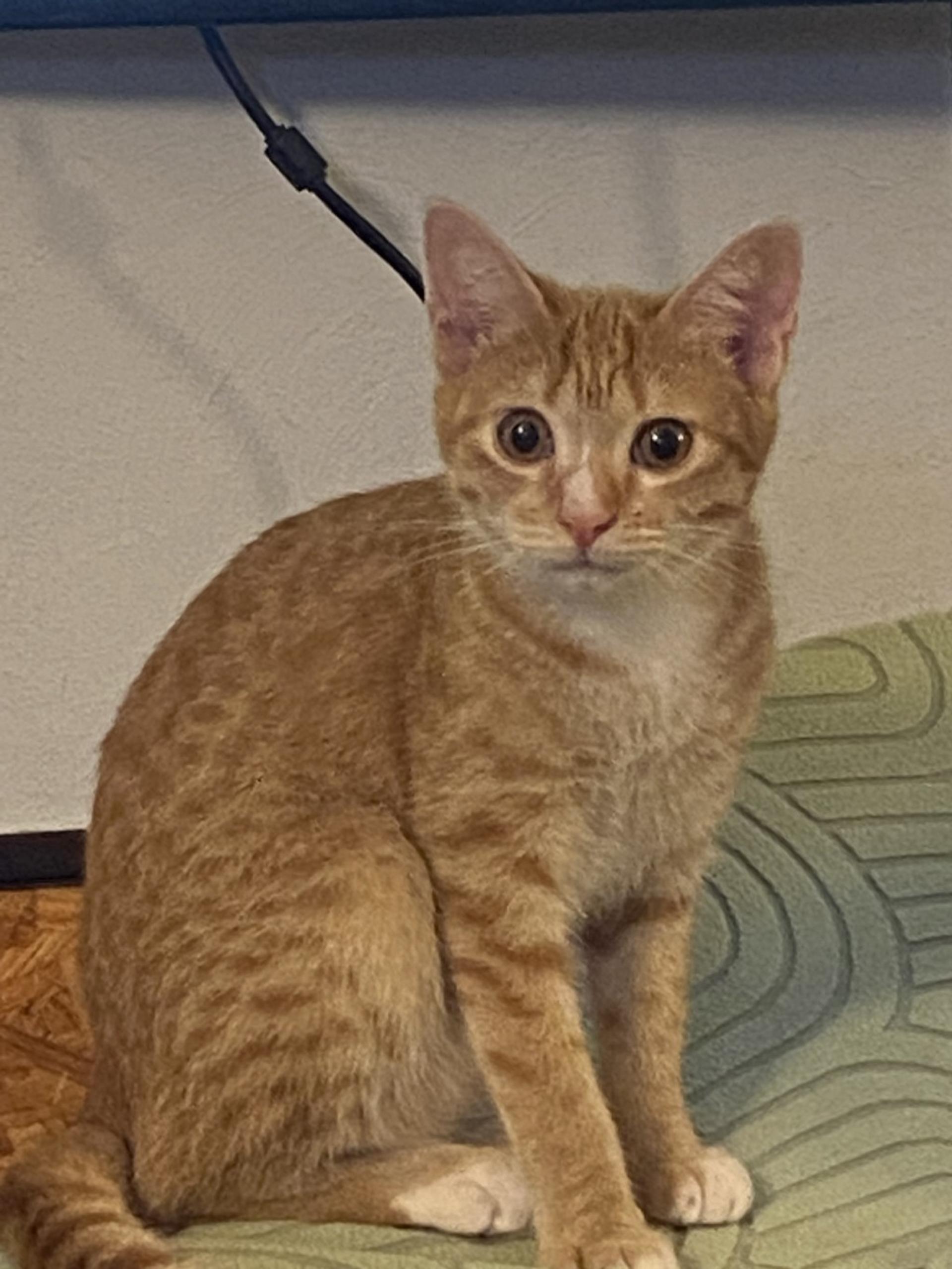 pet-image-5