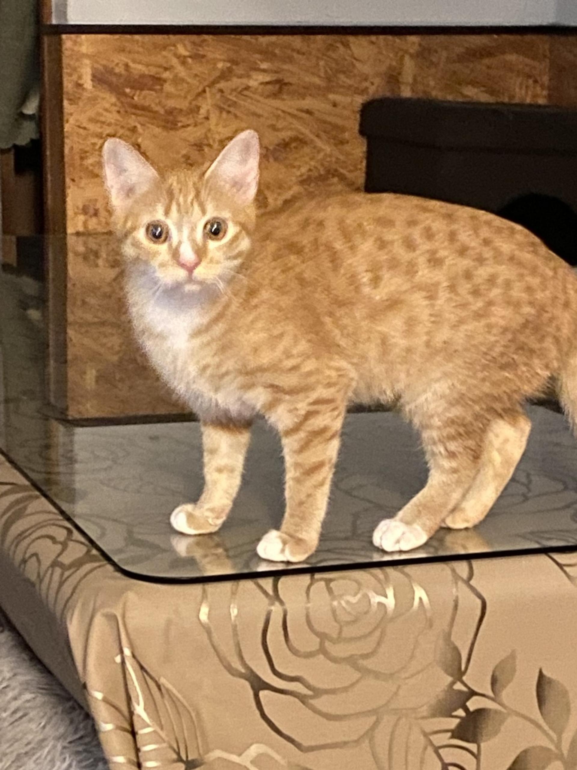 pet-image-3