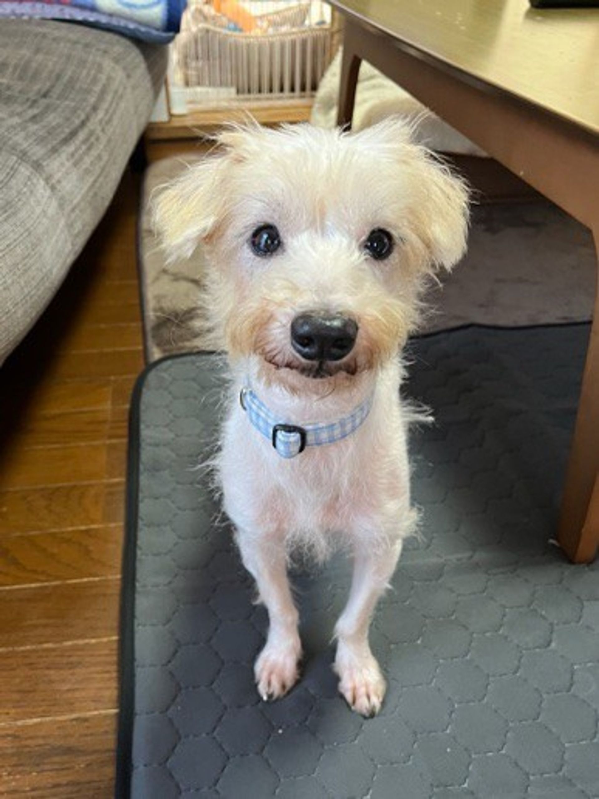 雑種（ミックス犬）・オスの里親募集の写真