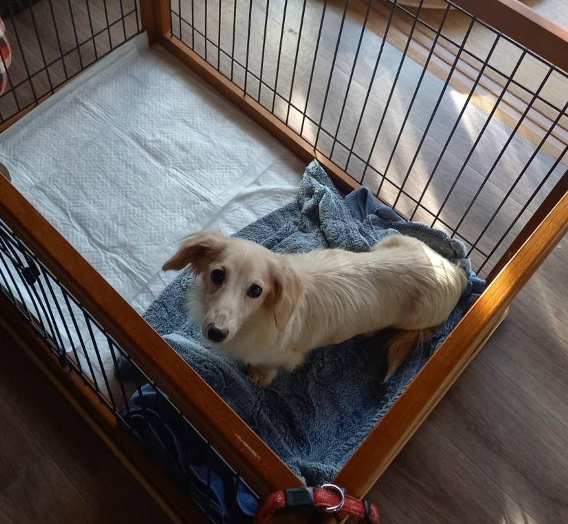 pet-image-5