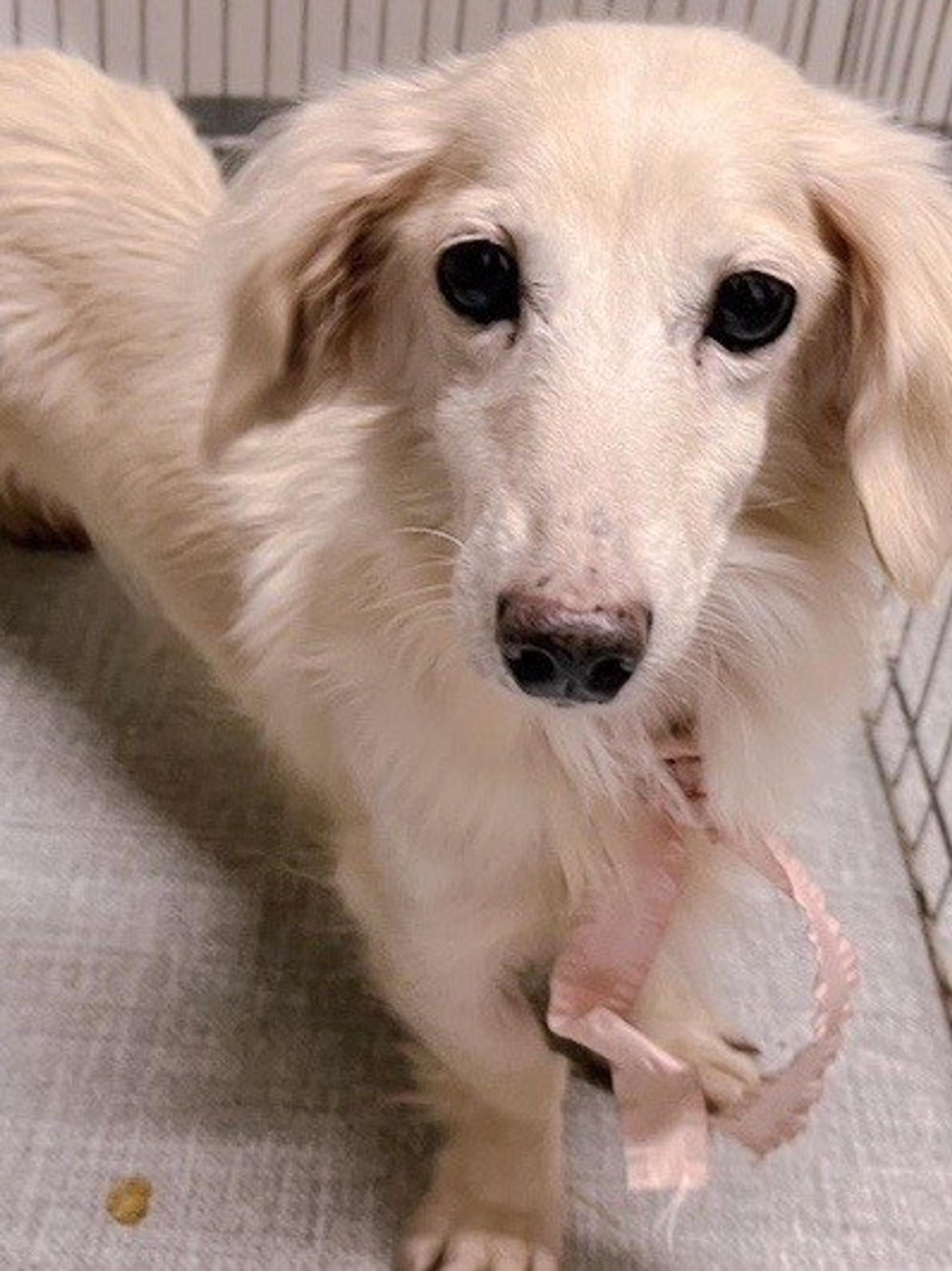 pet-image-6
