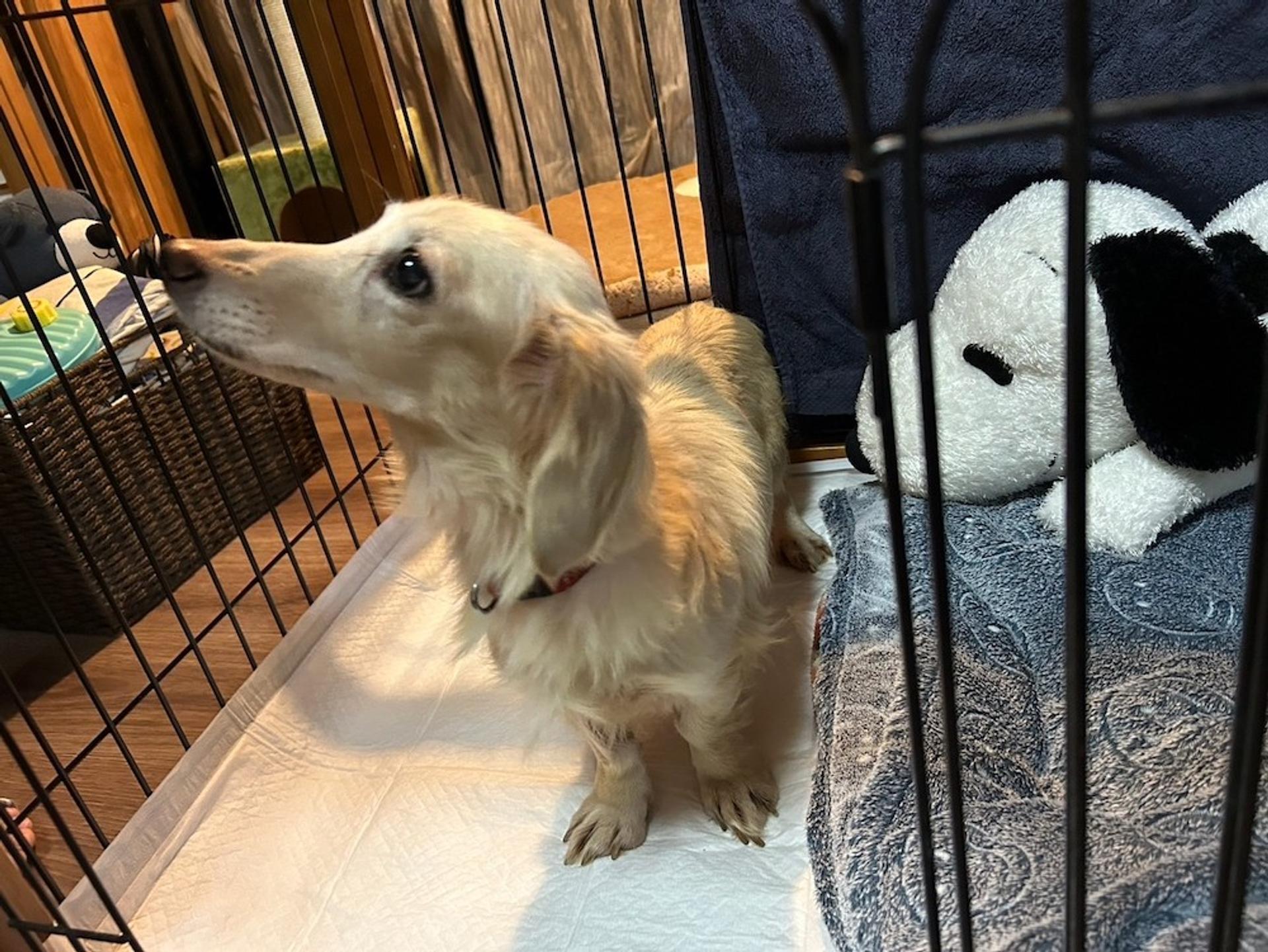 pet-image-2