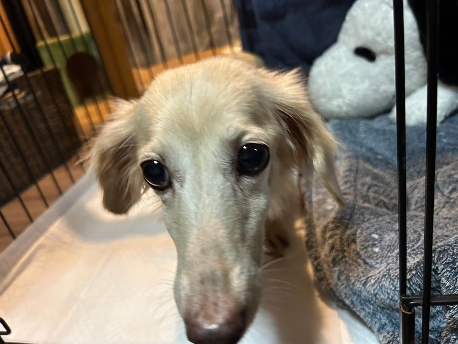 pet-image-4