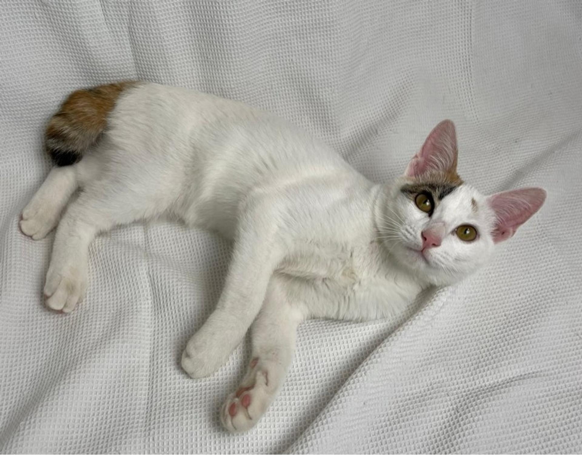 pet-image-4