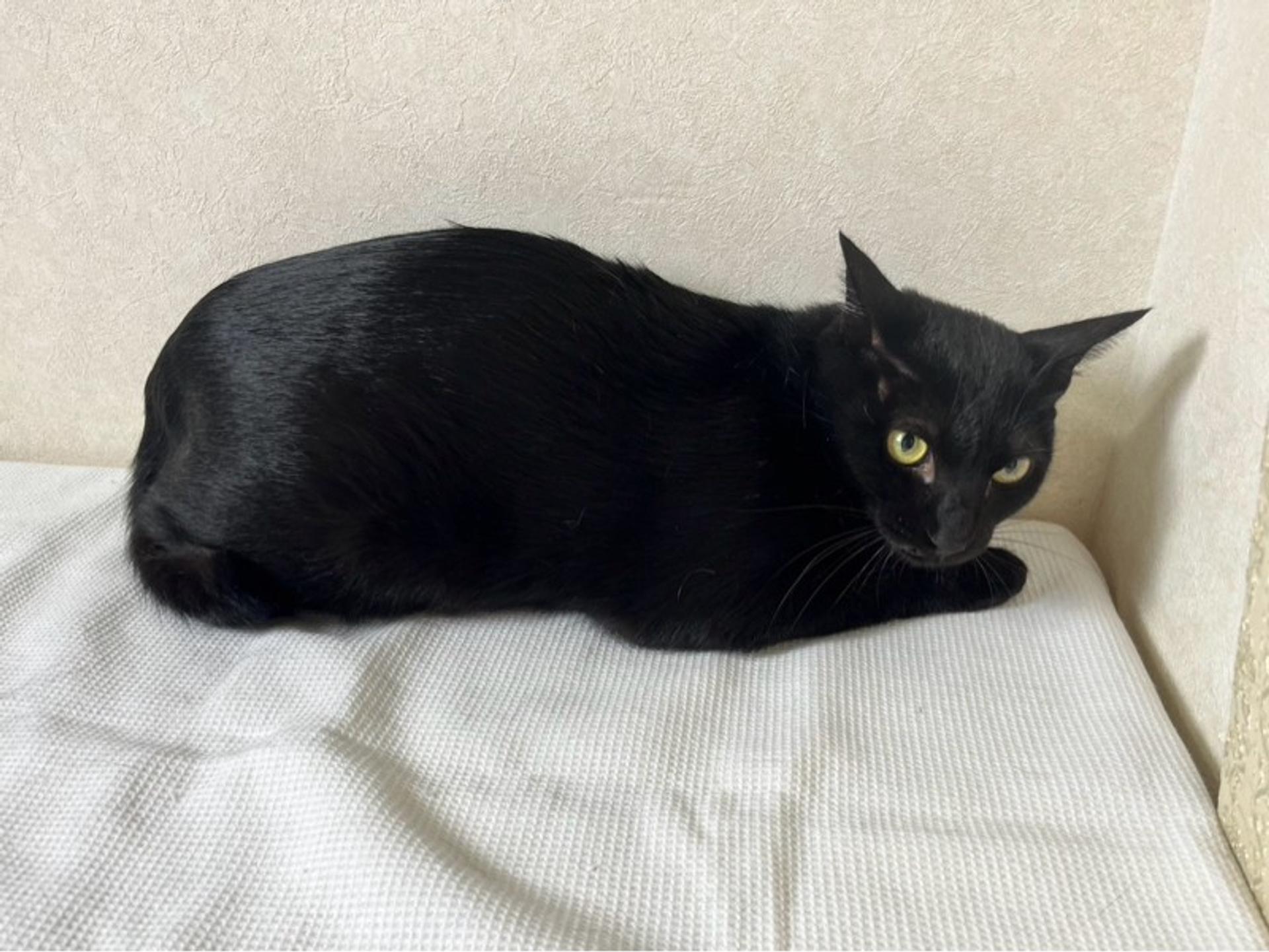 pet-image-4