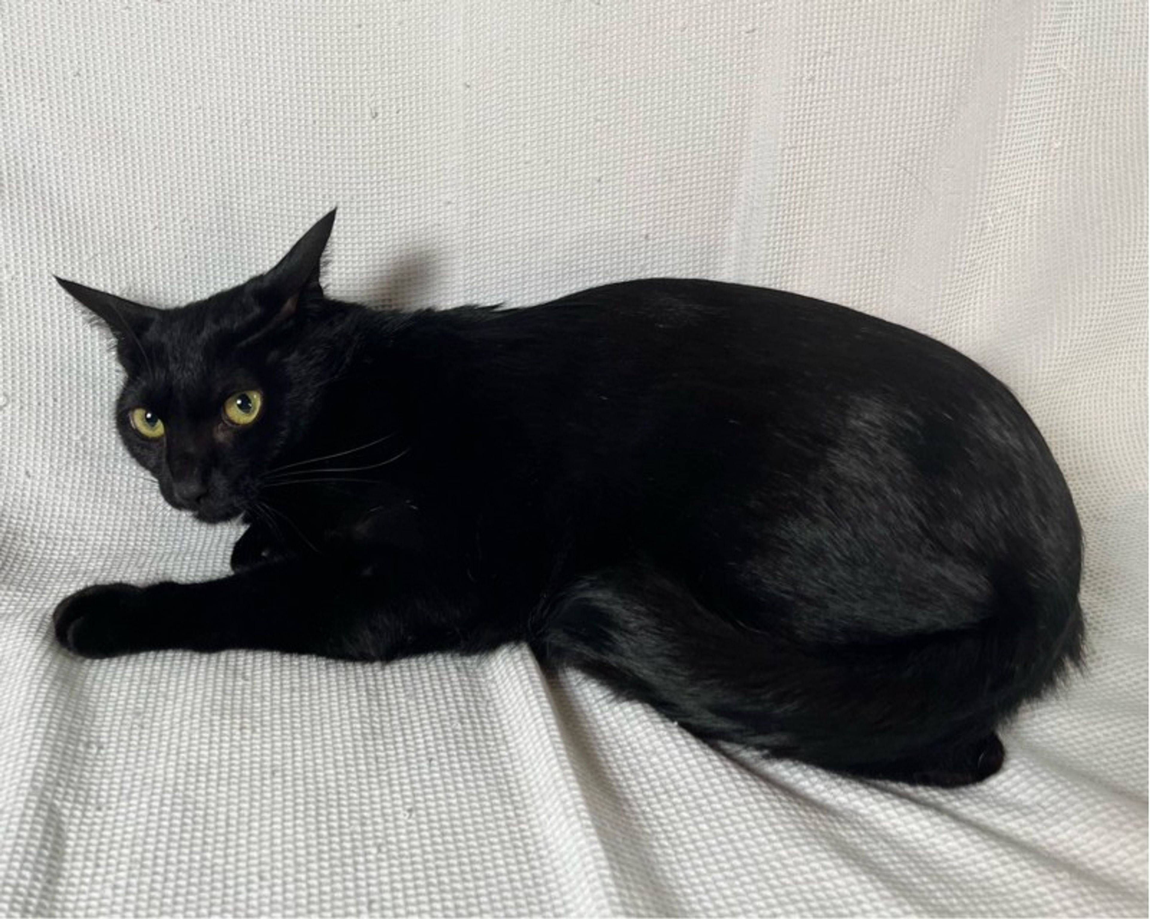 pet-image-3