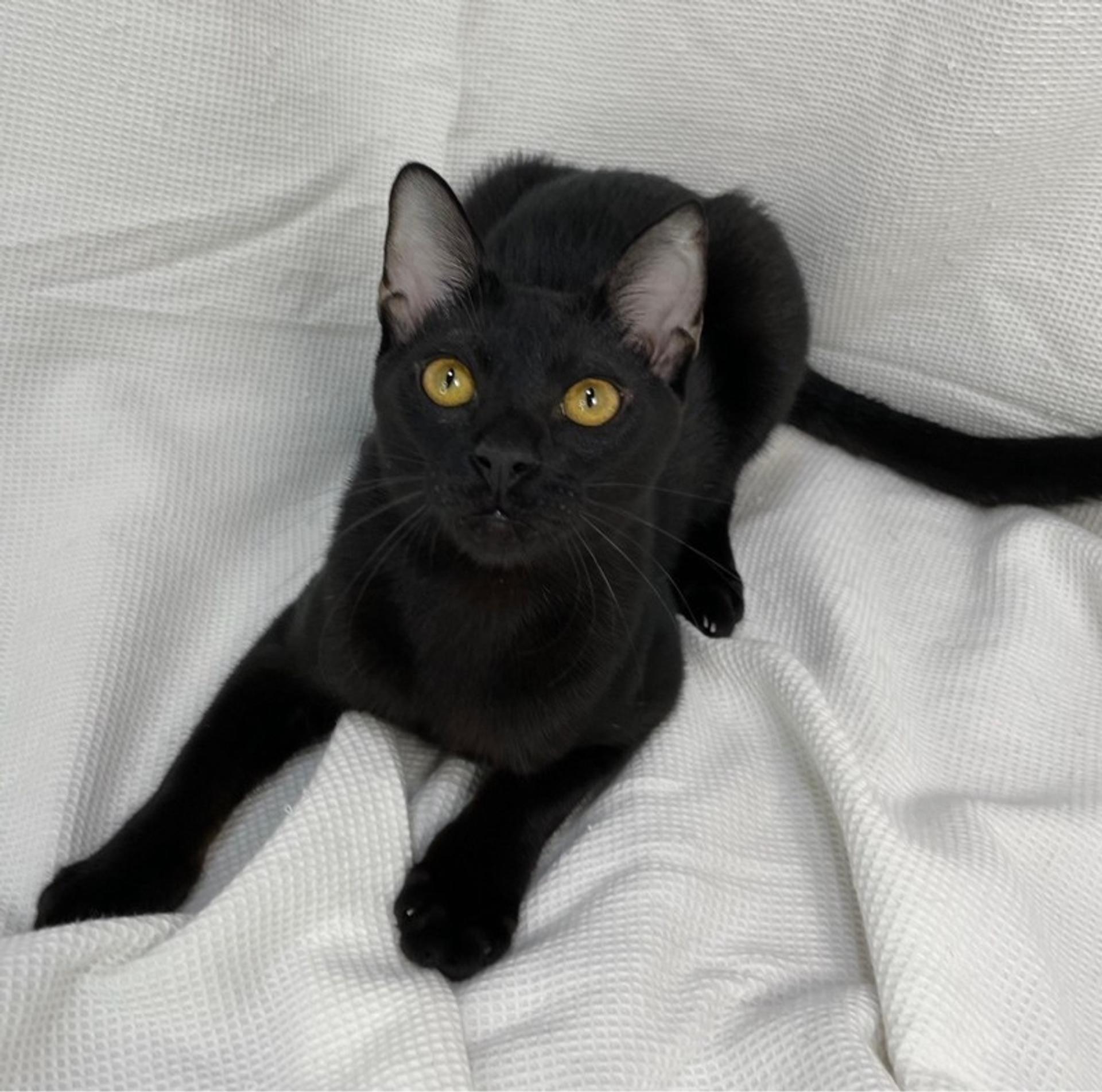 pet-image-3