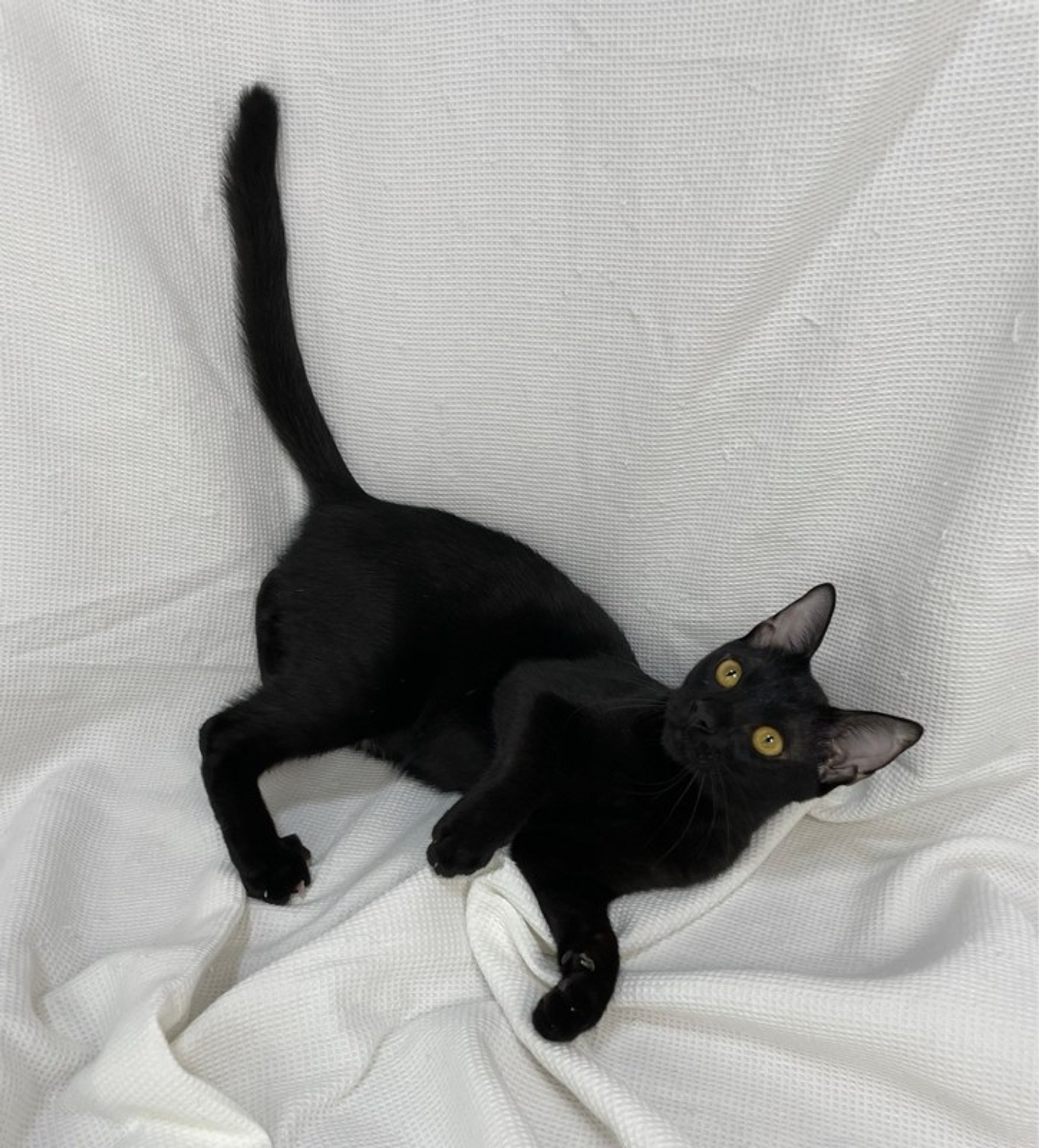 pet-image-2