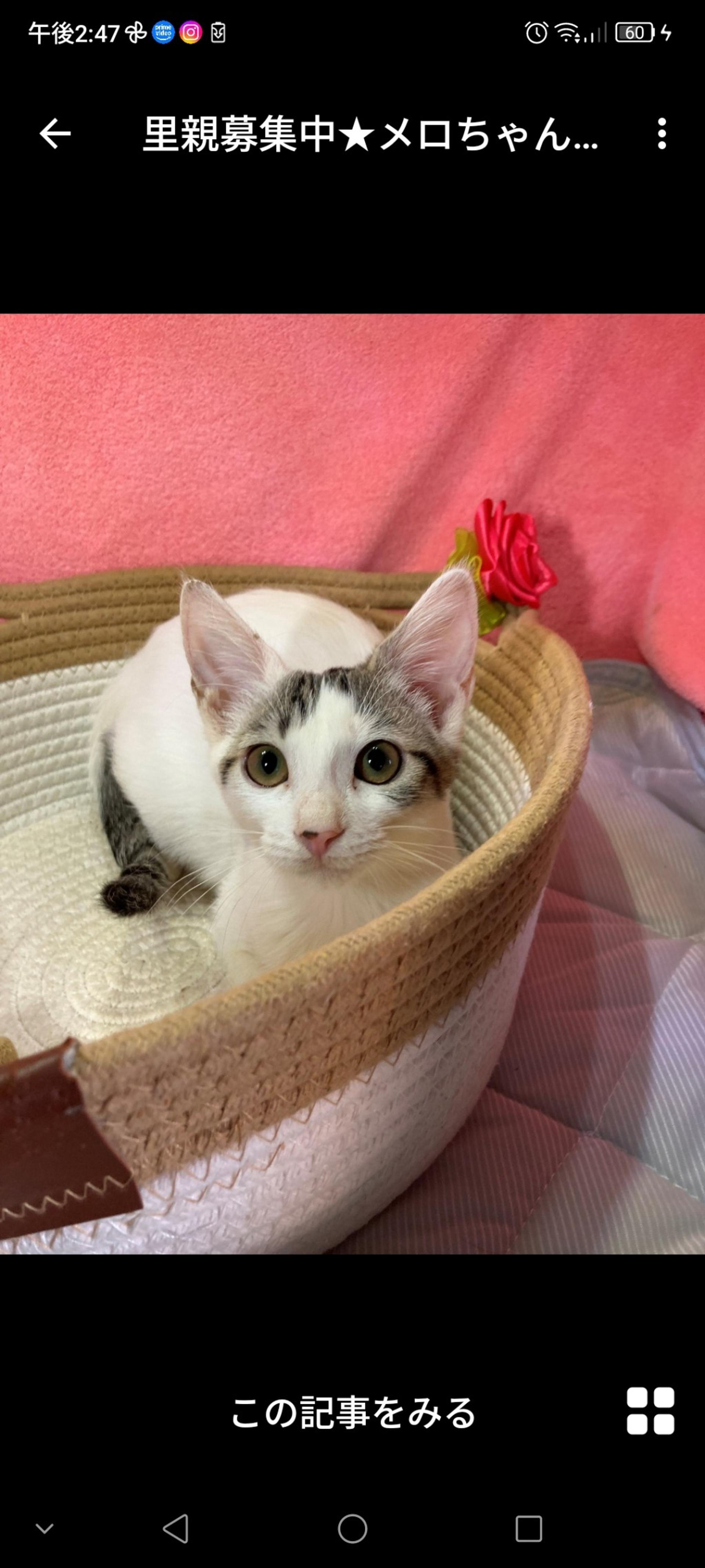 pet-image-2