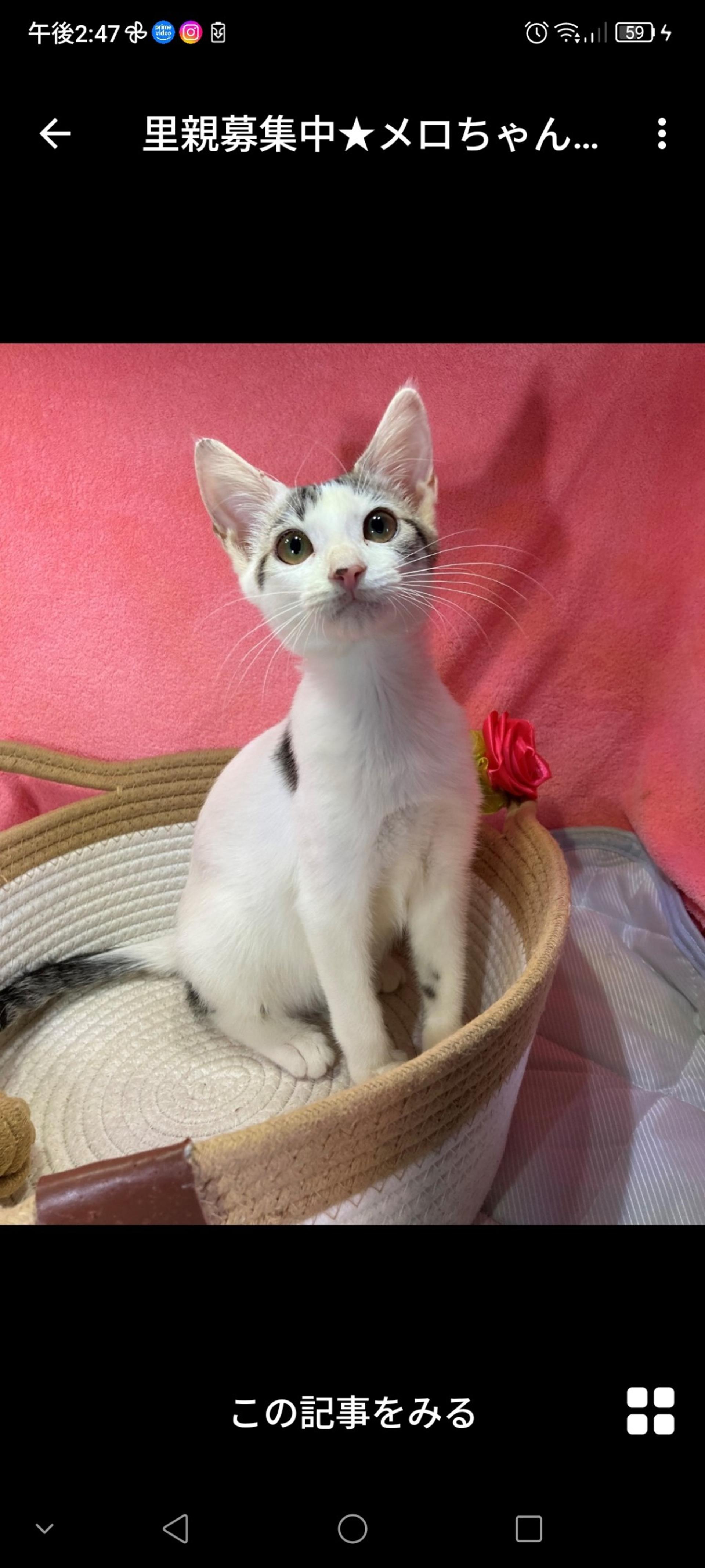 pet-image-3