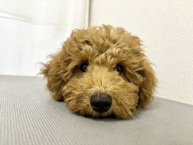 モーティー