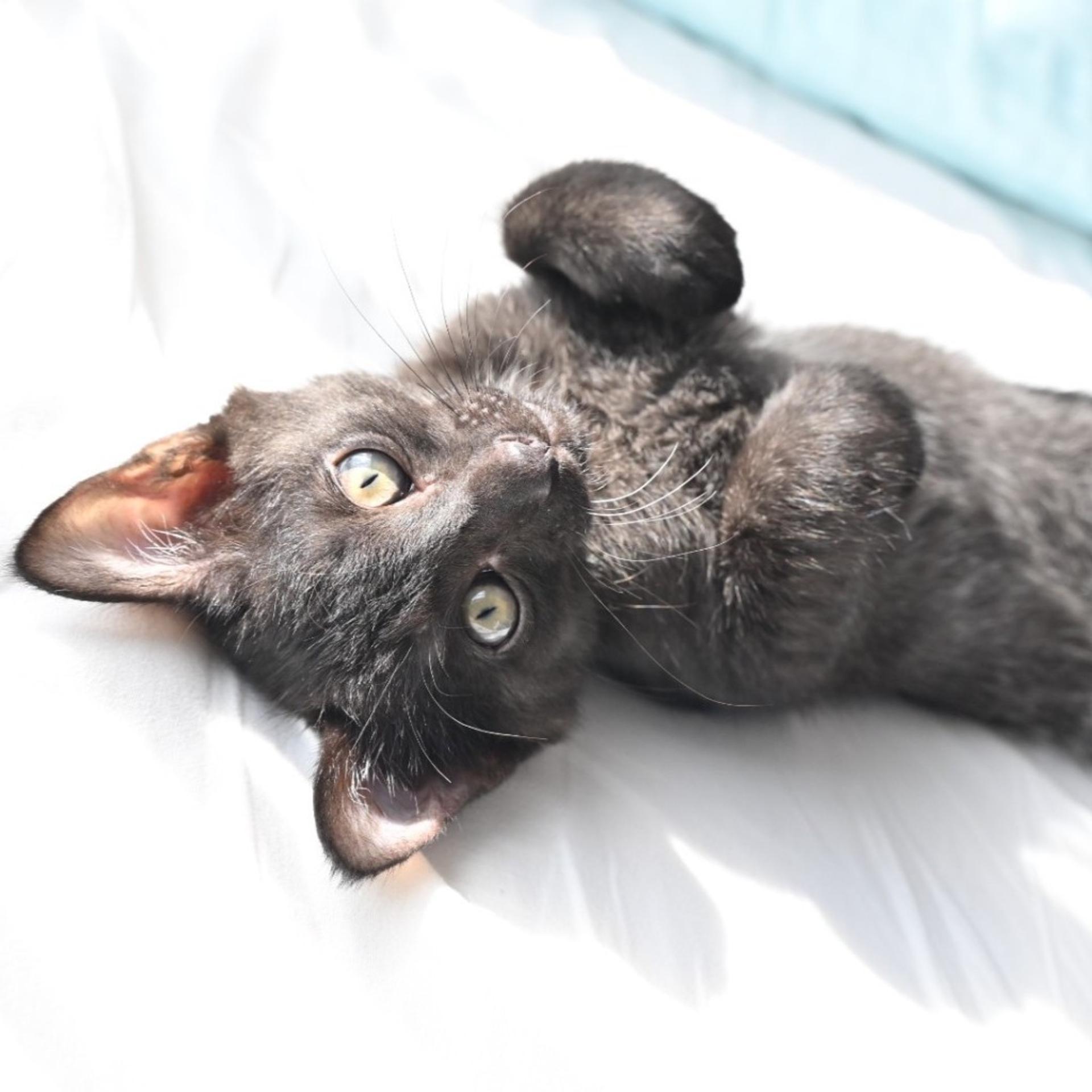 pet-image-2