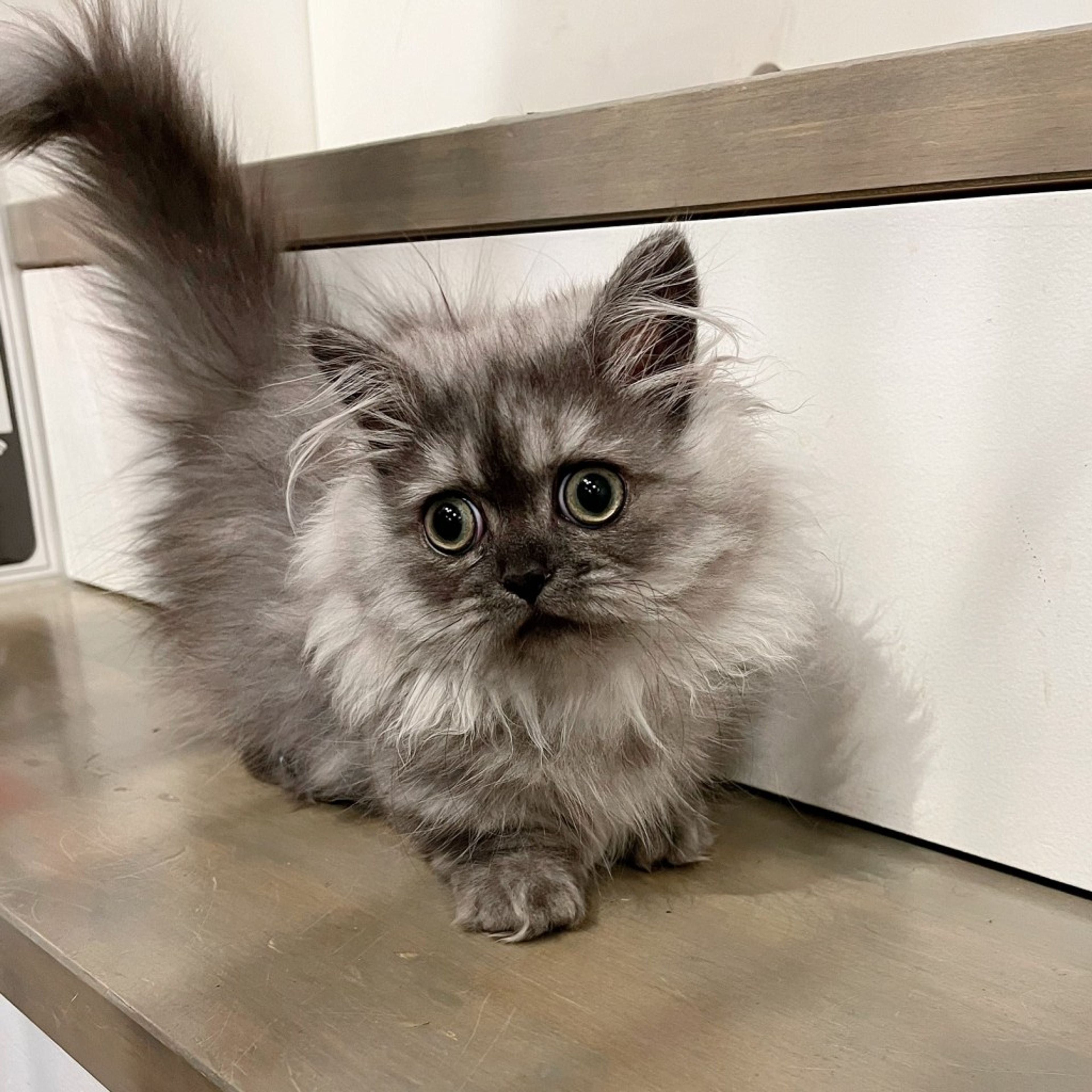 pet-image-4
