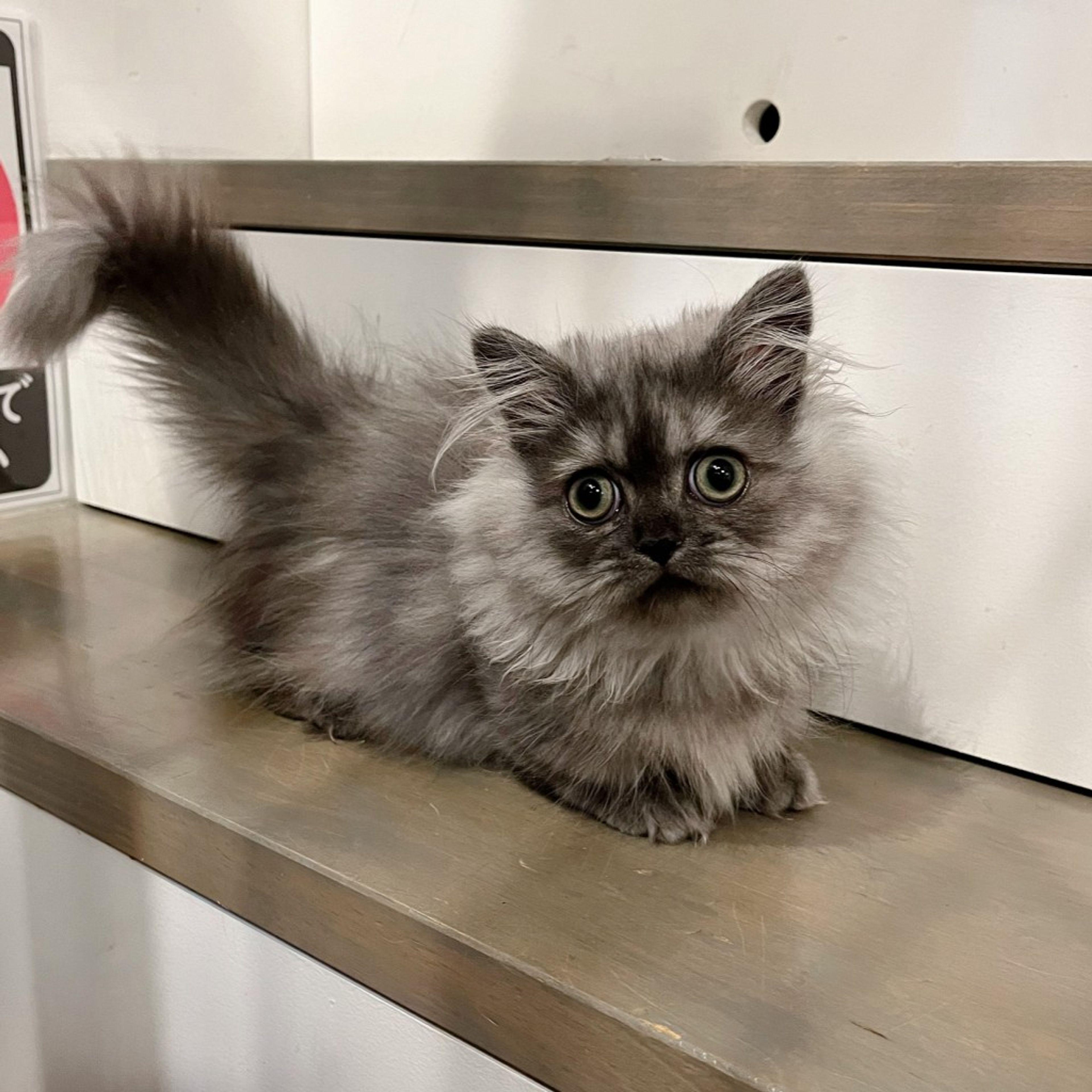 pet-image-5