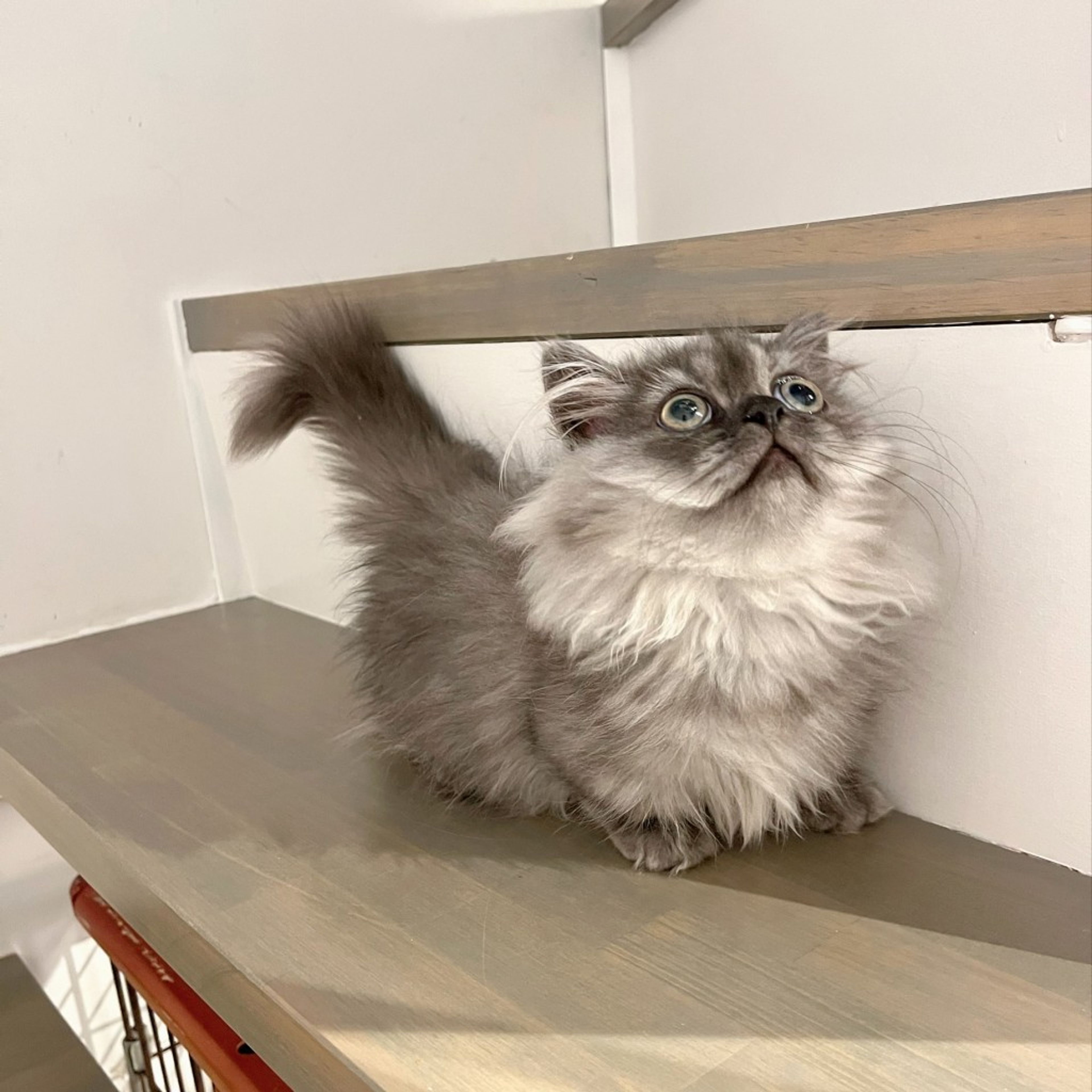 pet-image-6