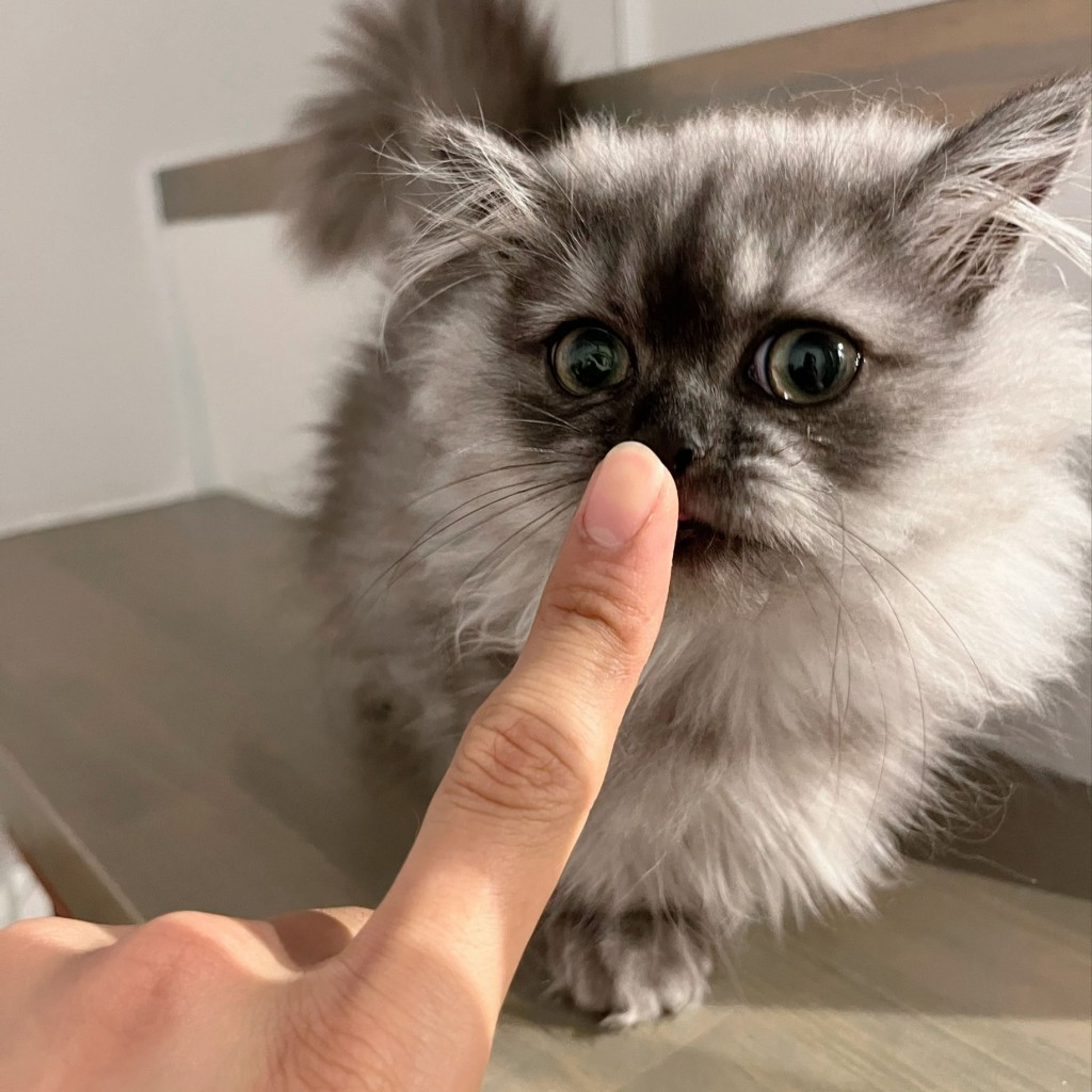 pet-image-2
