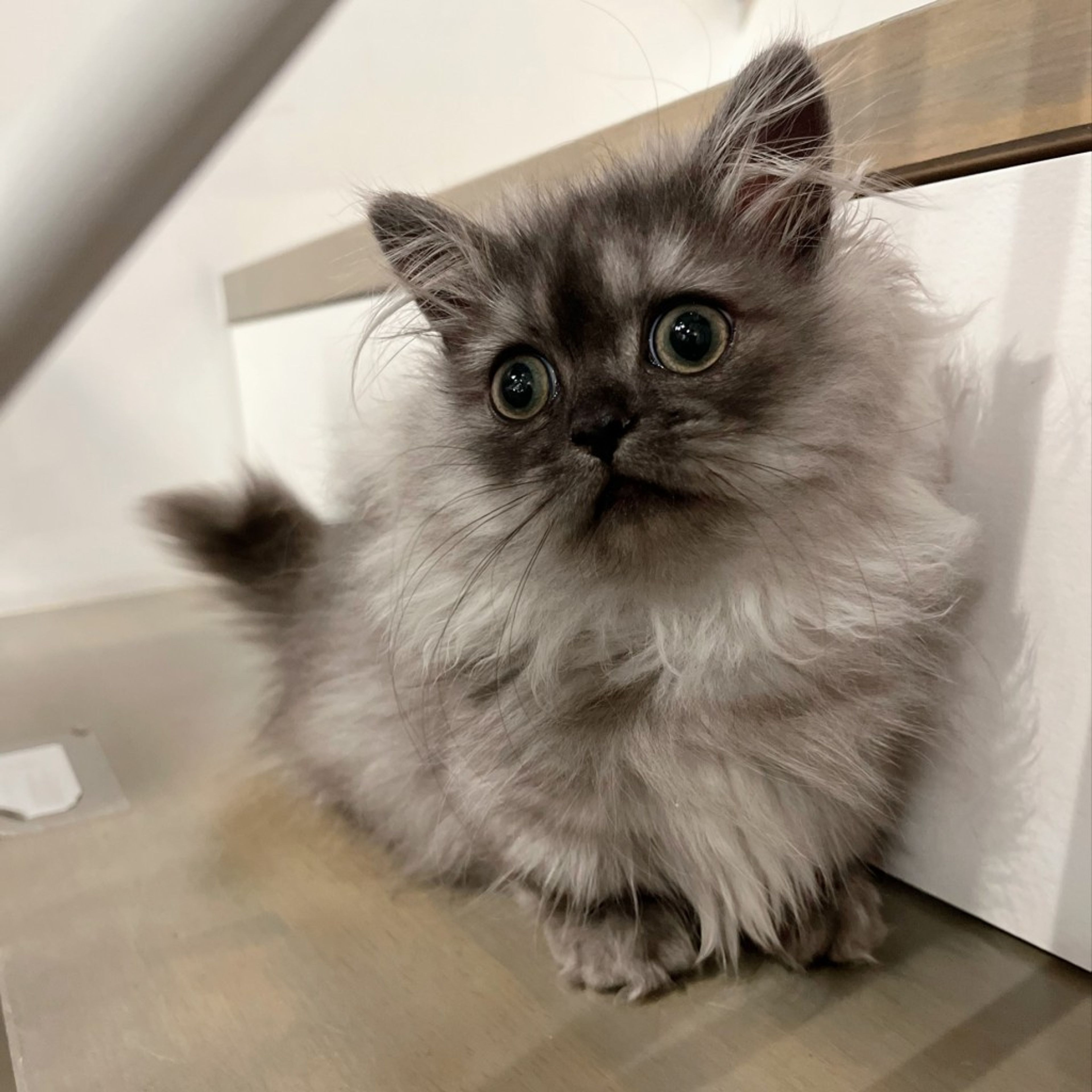 pet-image-3