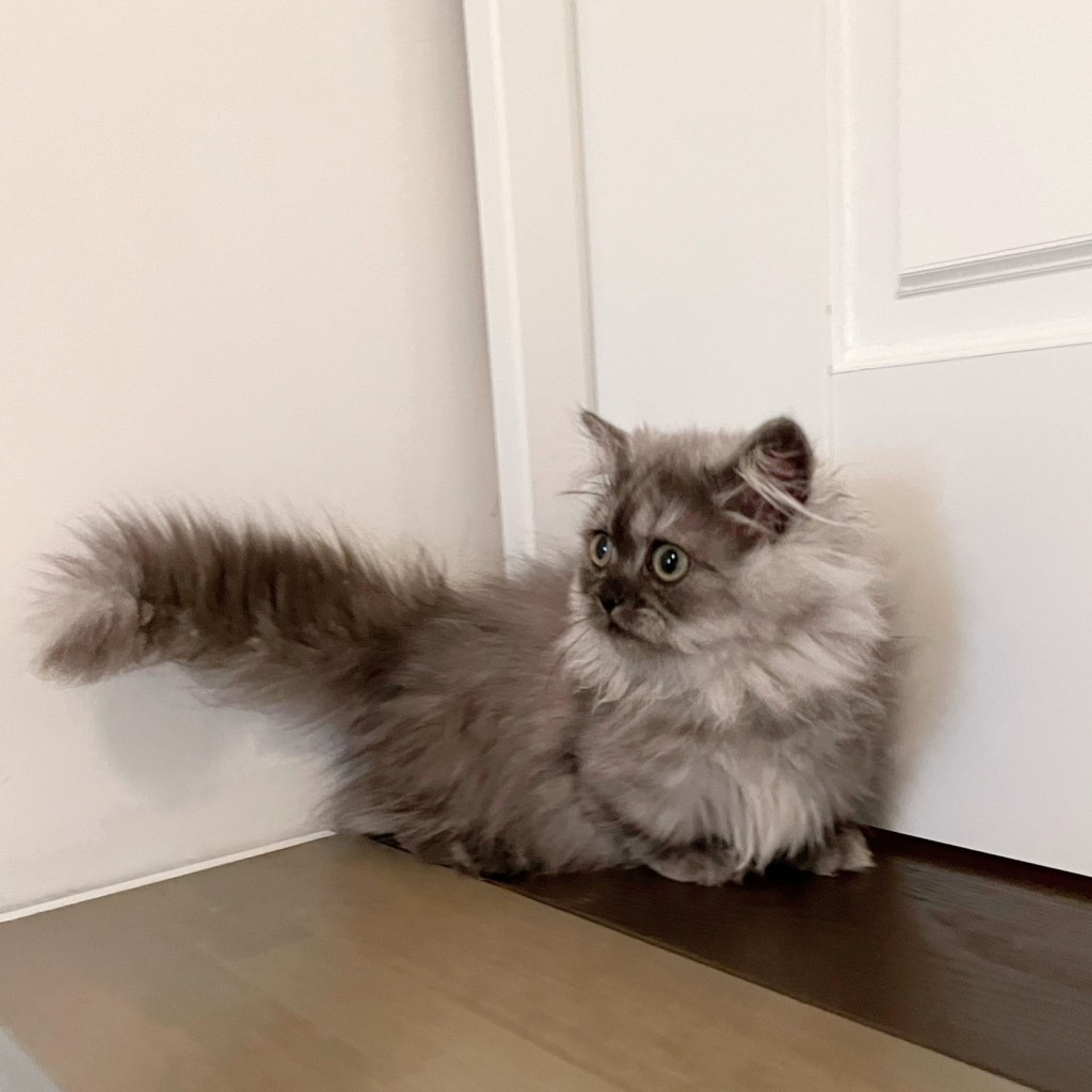 pet-image-7