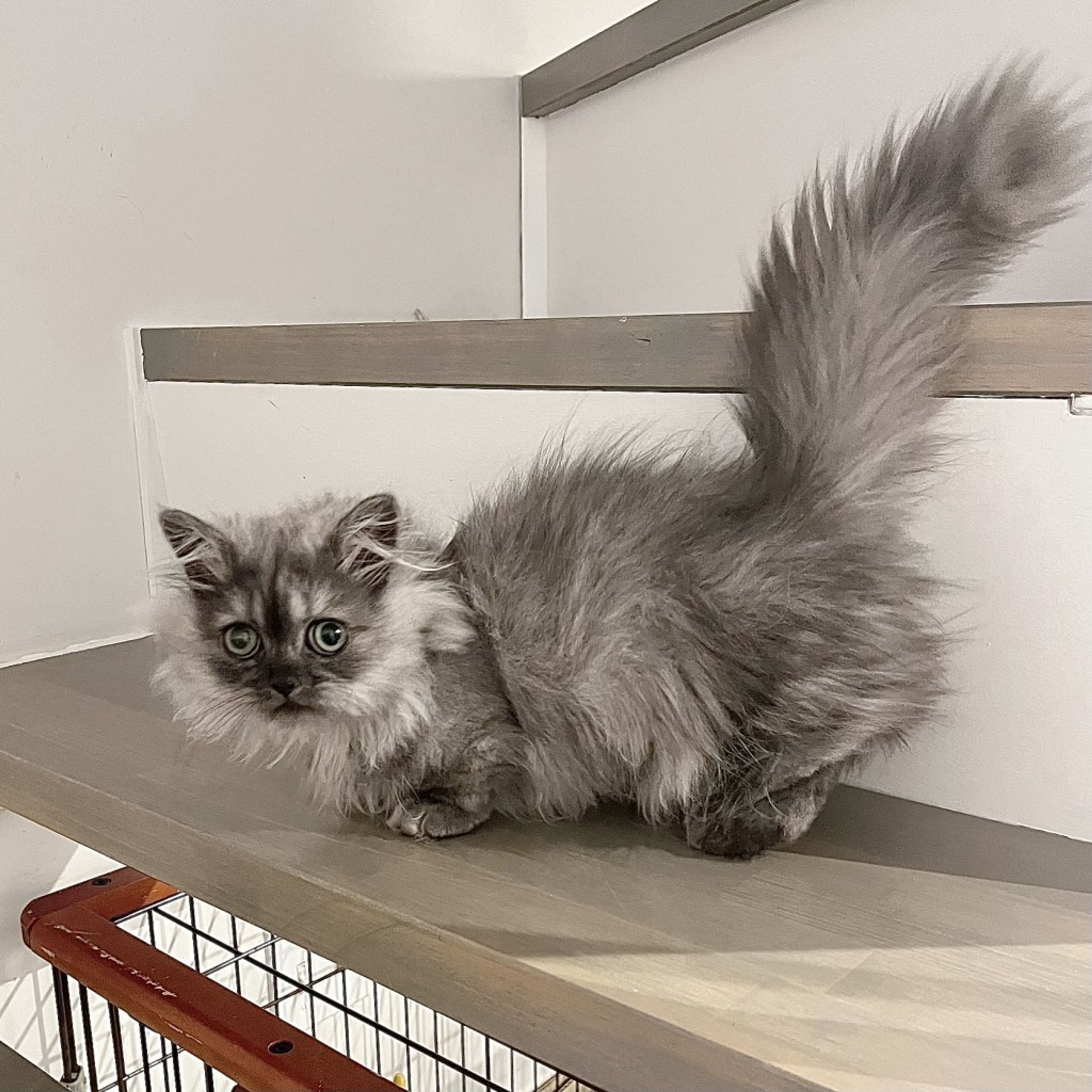 pet-image-8