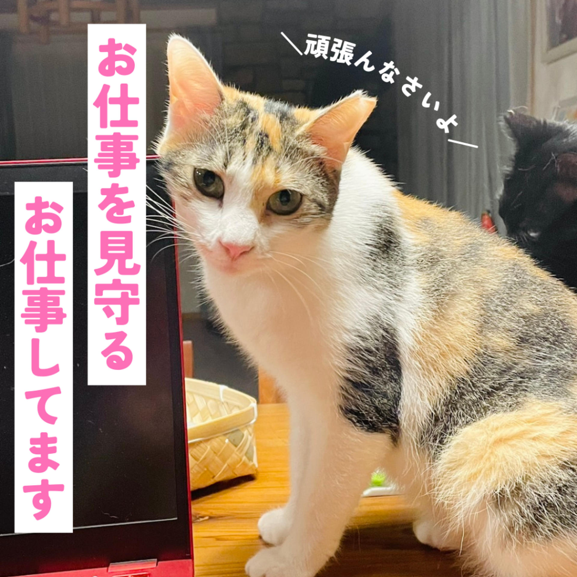 pet-image-5